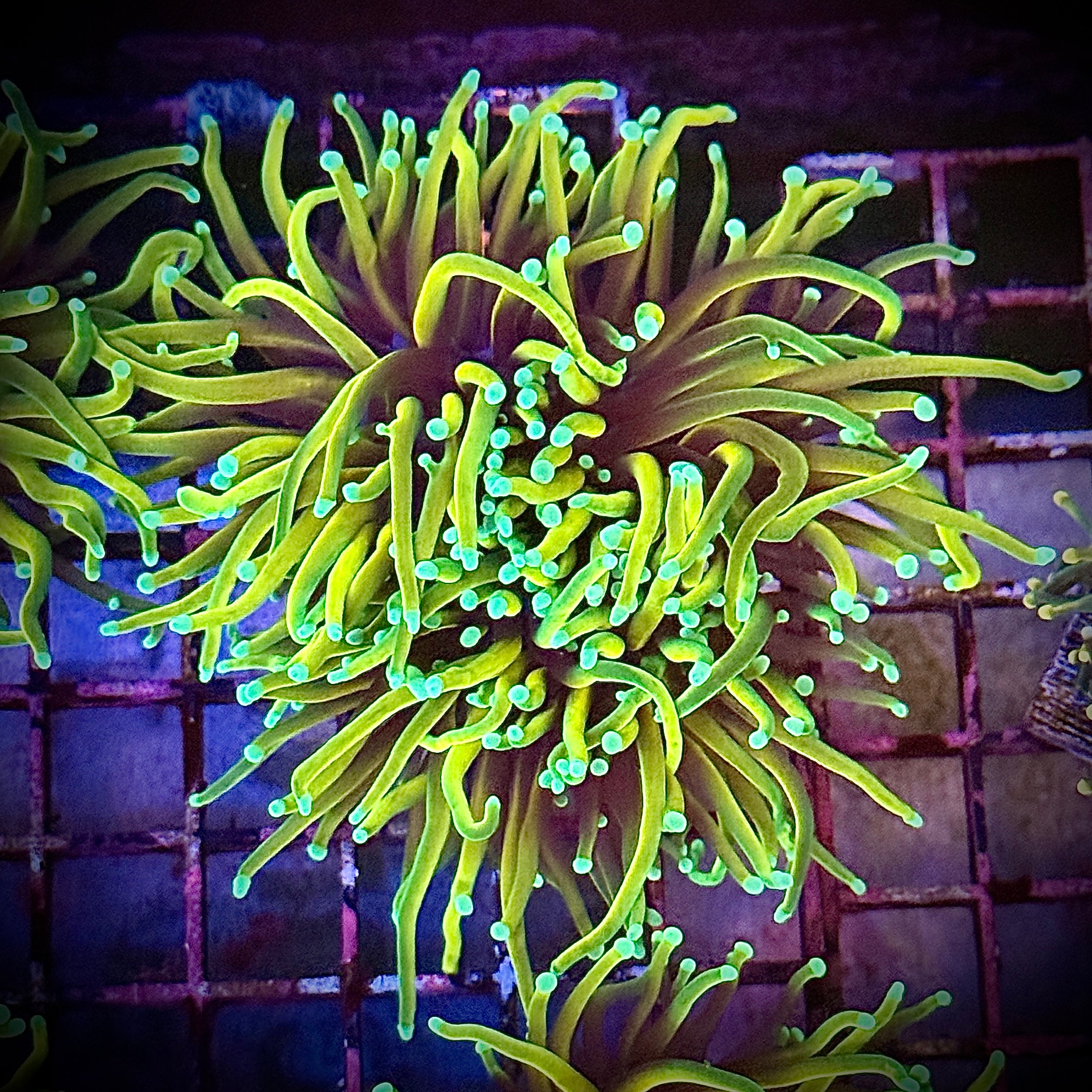 HellFire Gold Torch Coral R5D7