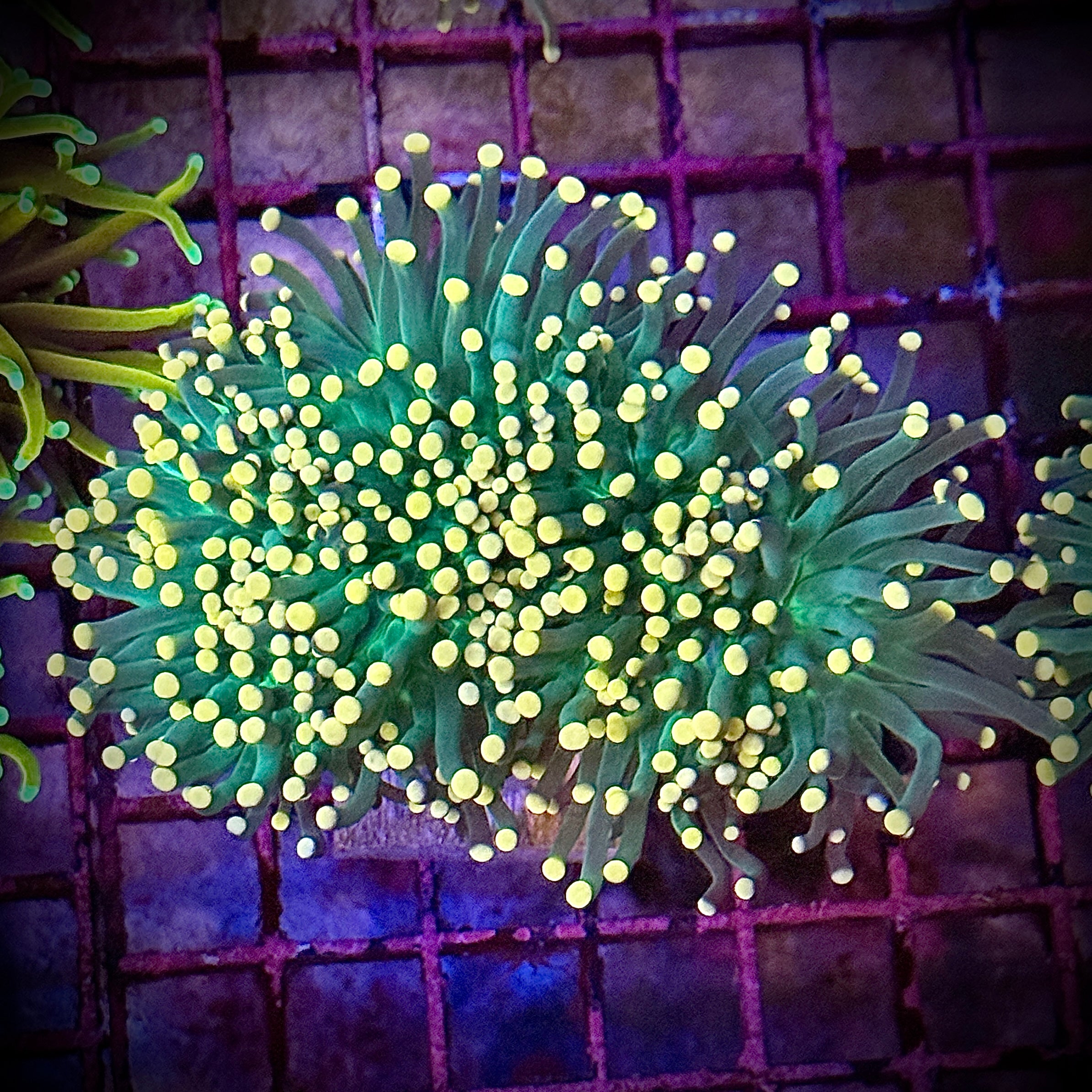 Green with Pink Tips Torch Coral R6A6