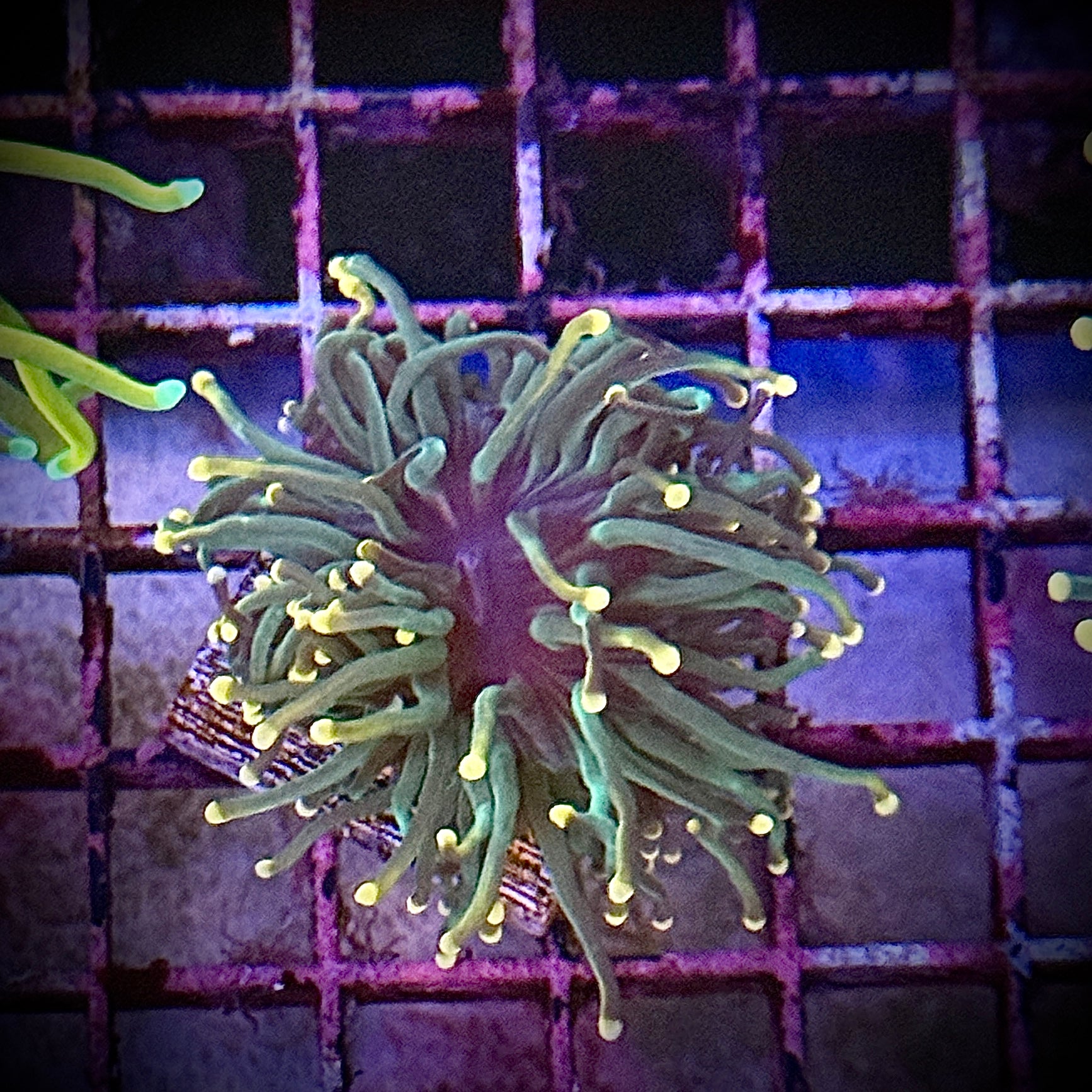 Green with Light Tips Torch Coral R6A7