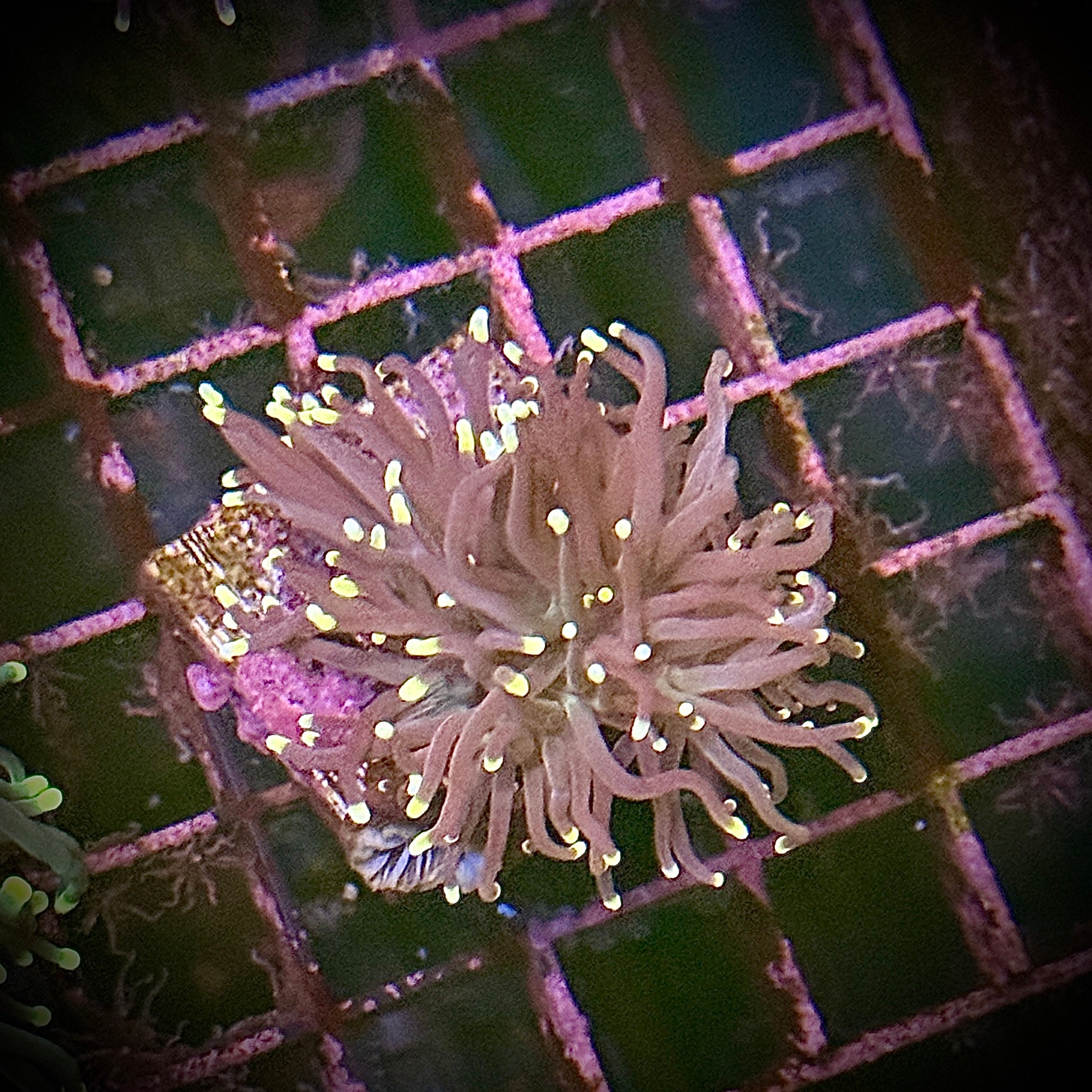 Purple with Pink Tips Torch Coral R6D1