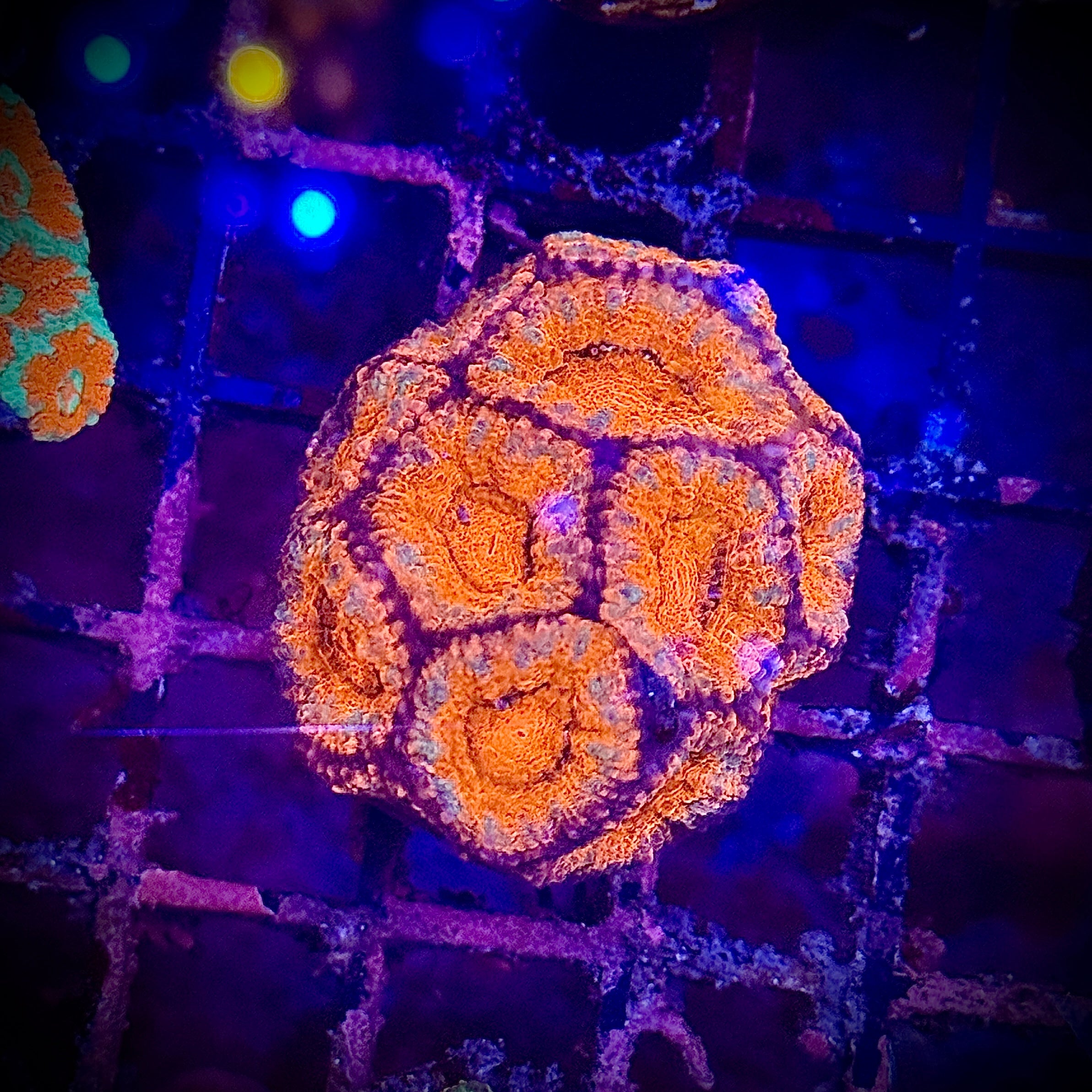 Lakeside Reefing Red and Pink Acan Frag Coral