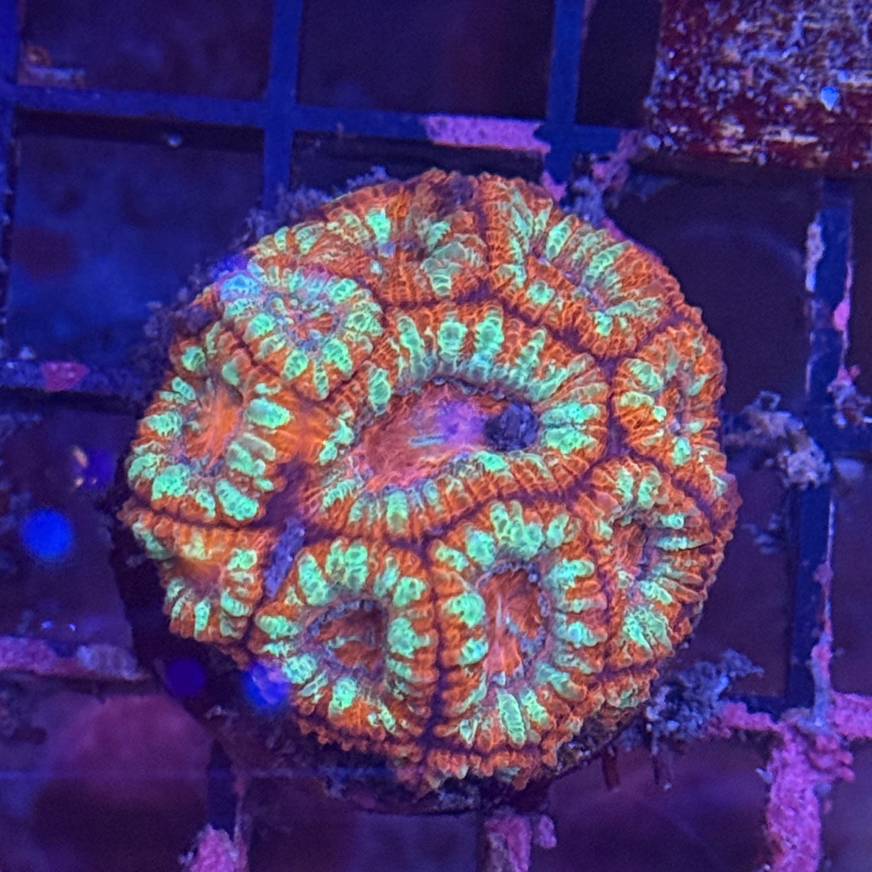 Ultra Red Striped Acan Frag