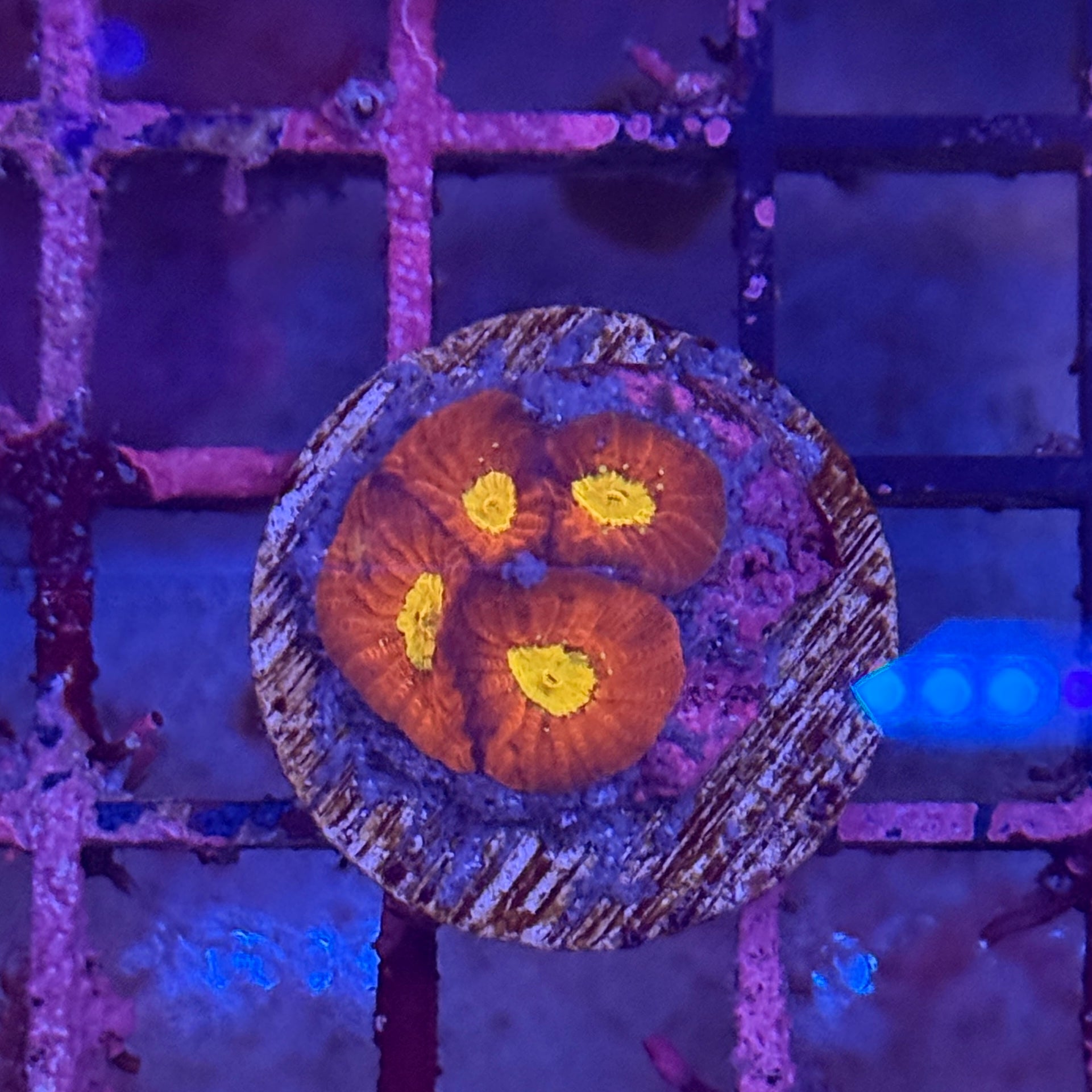 Sonic Boom Favia Frag