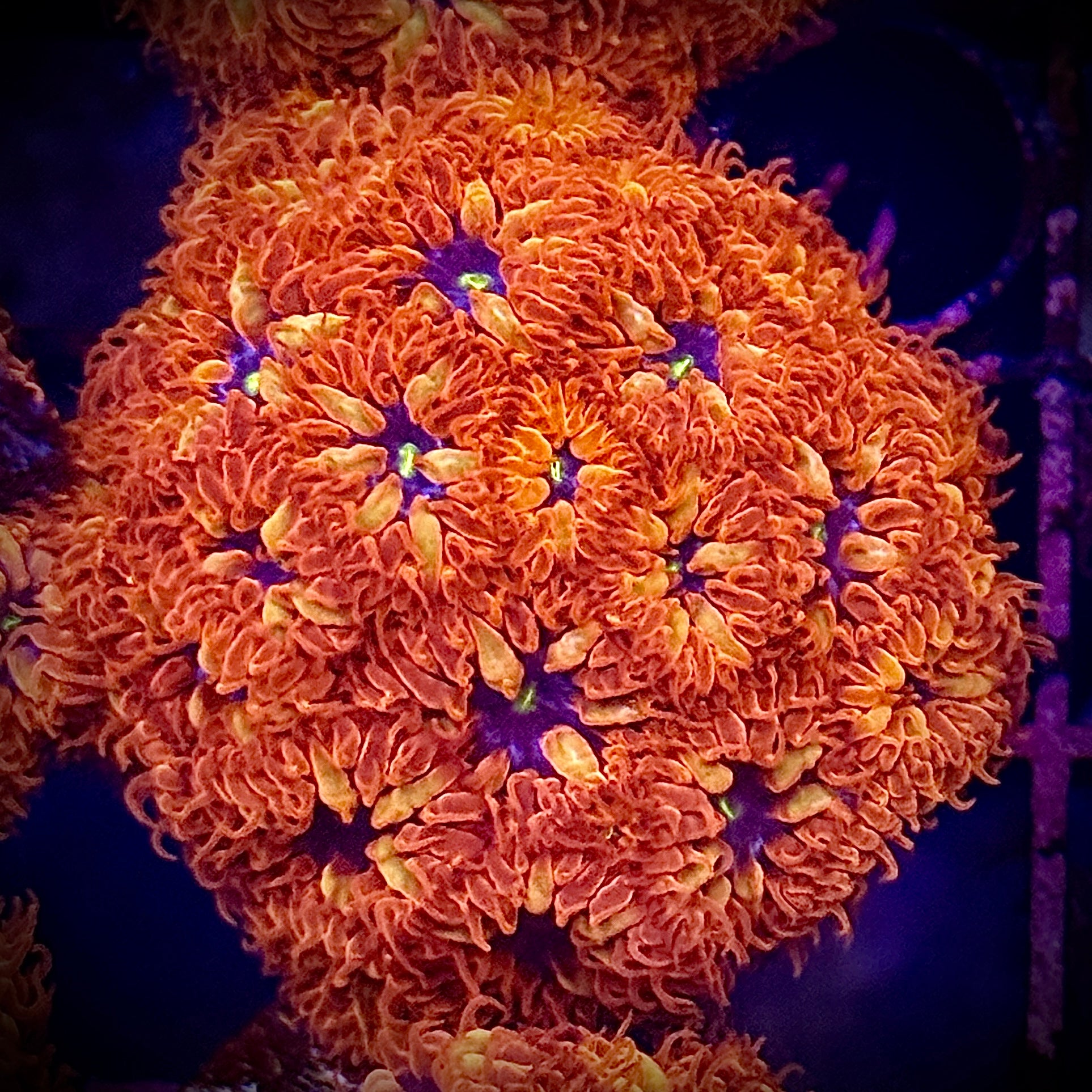 ACI Blue Raven Merletti Blastomussa 1