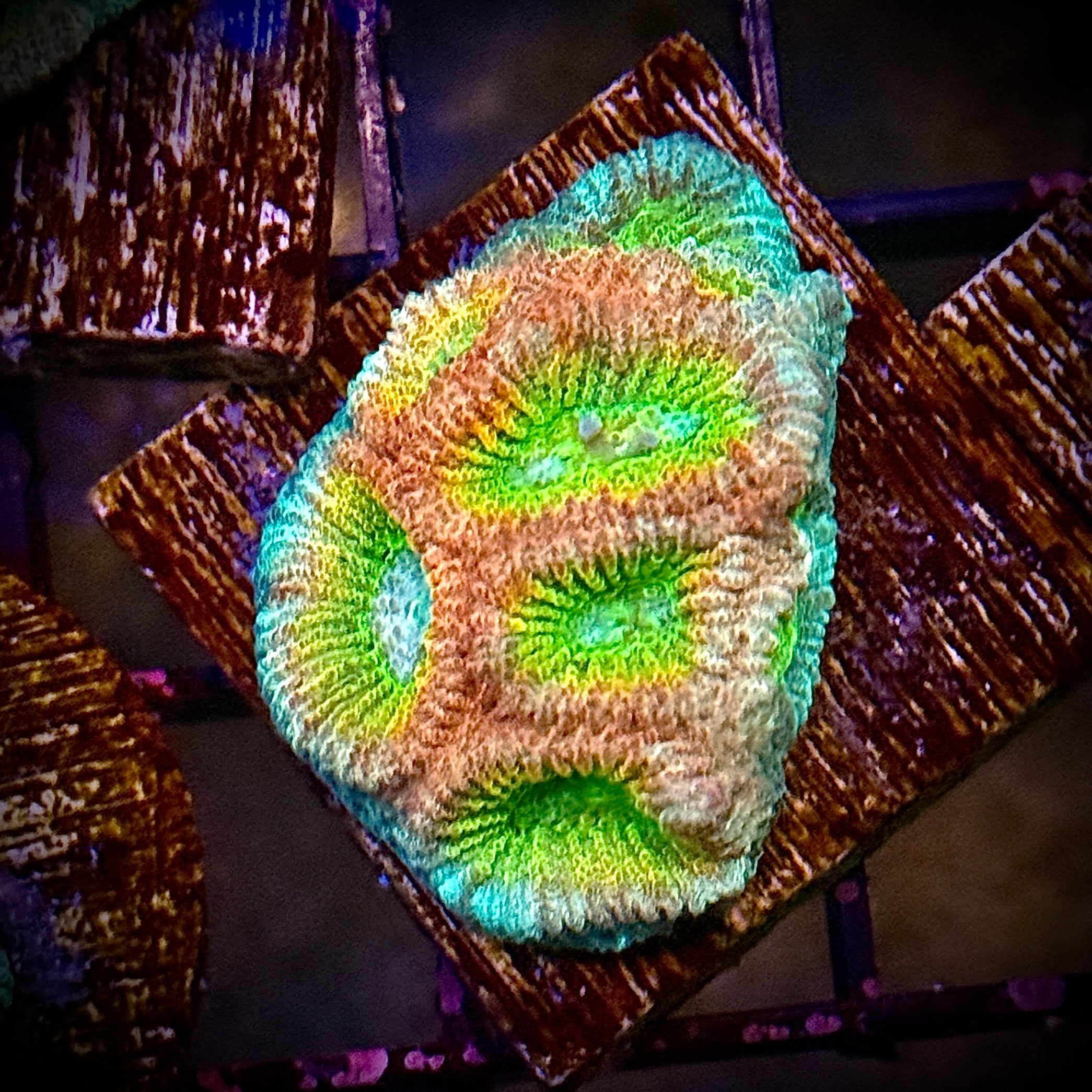 Lakeside Reefing ACI Cultured Drunk Monkey Dipsastraea 2 Coral