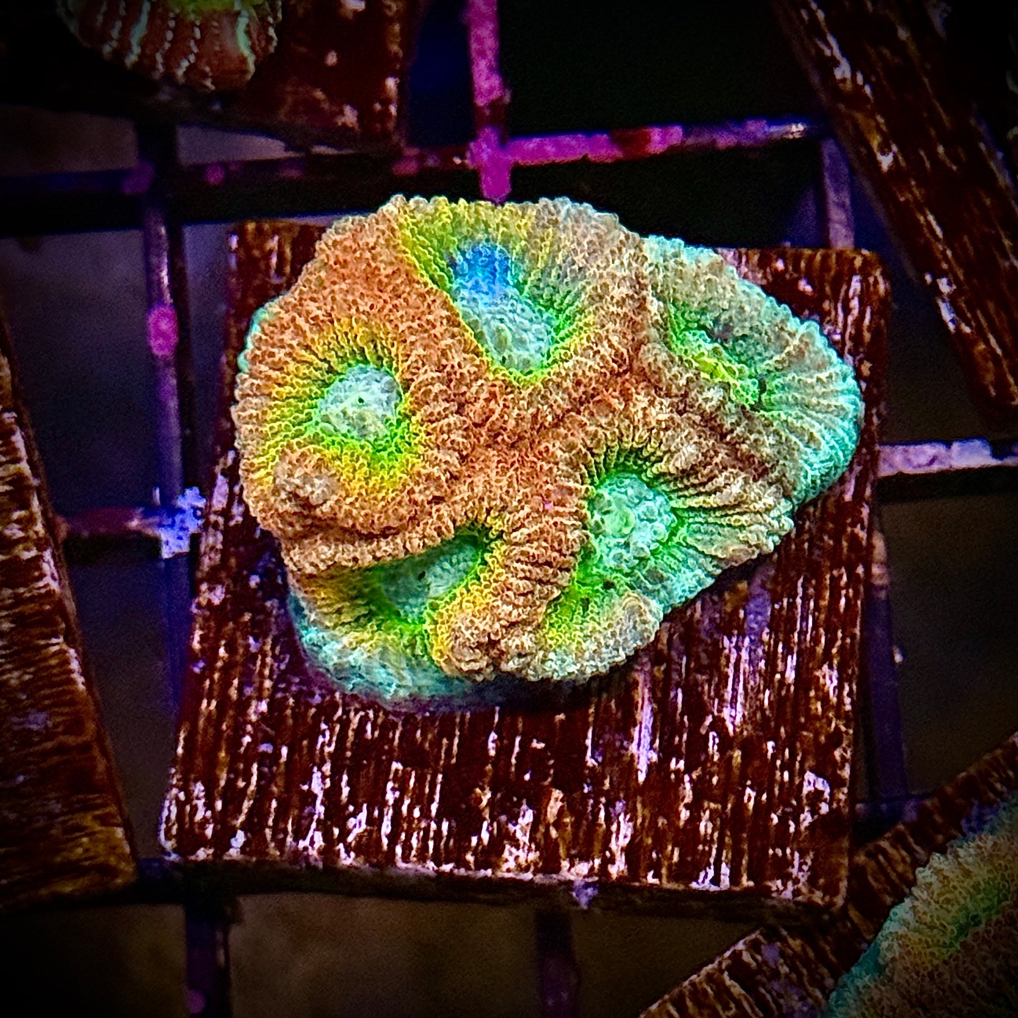 Lakeside Reefing ACI Cultured Drunk Monkey Dipsastraea 1 Coral