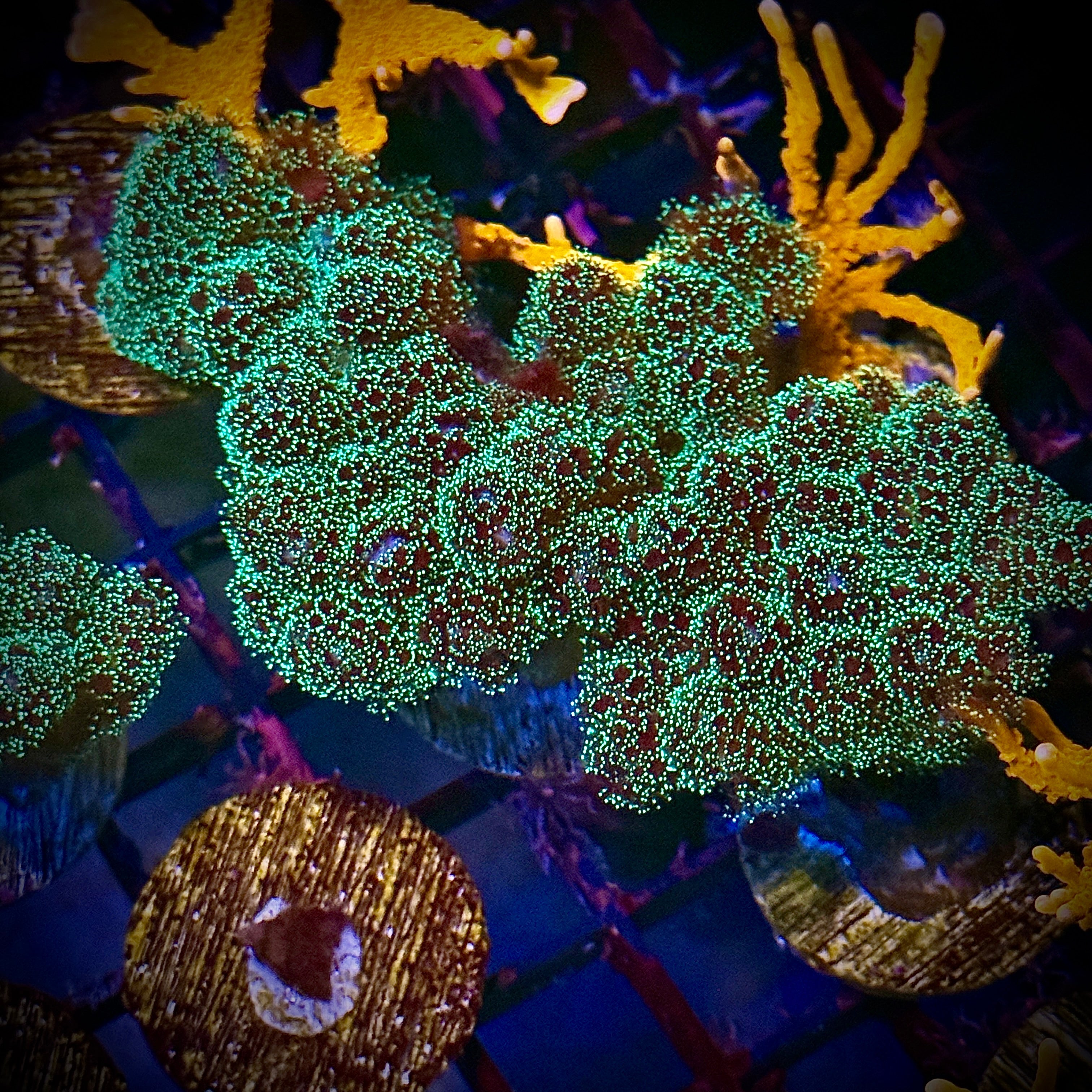 Lakeside Reefing Aquacultured Fuzzy Green Pocillopora Coral Frag Coral