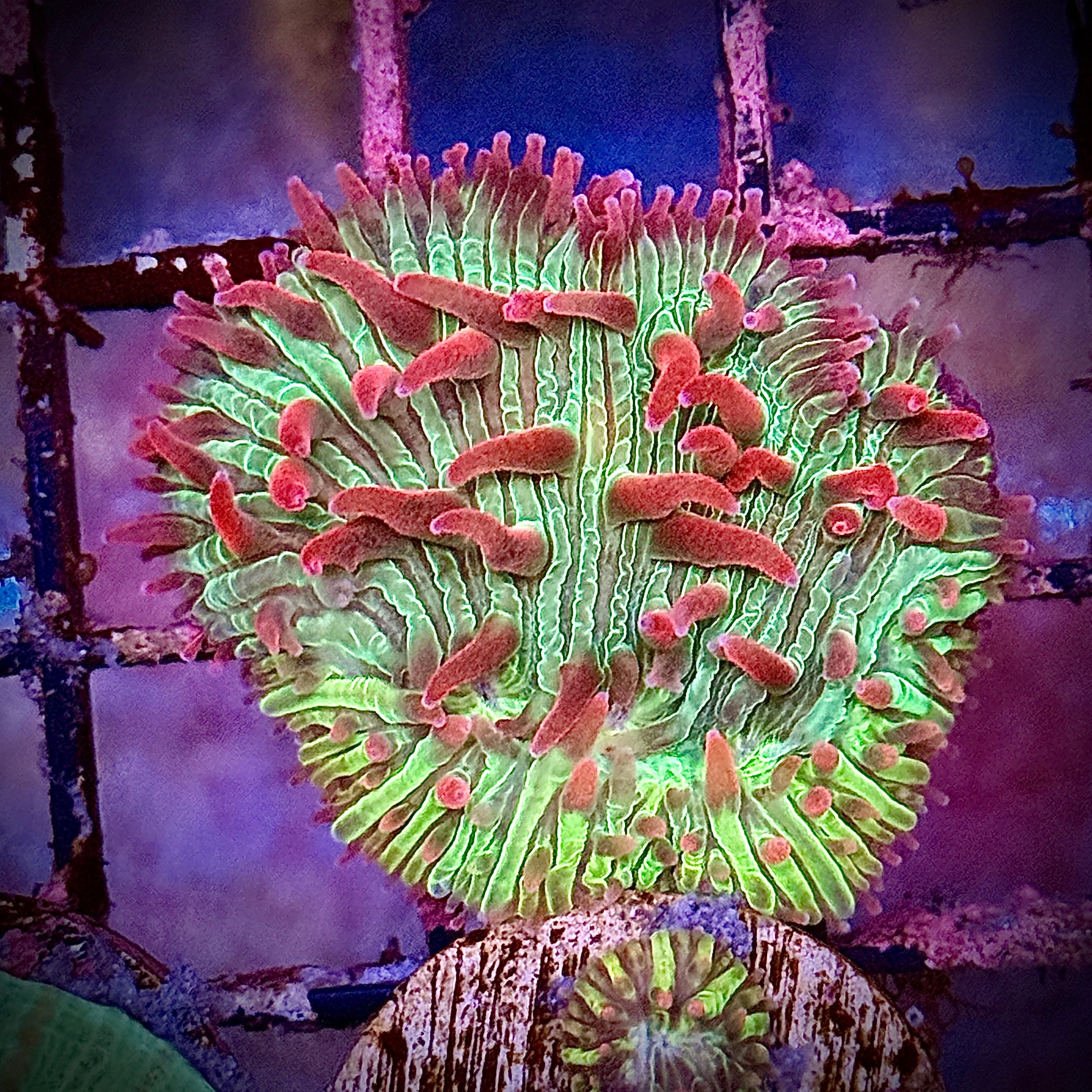 Flame Tip Fungia Plate Coral