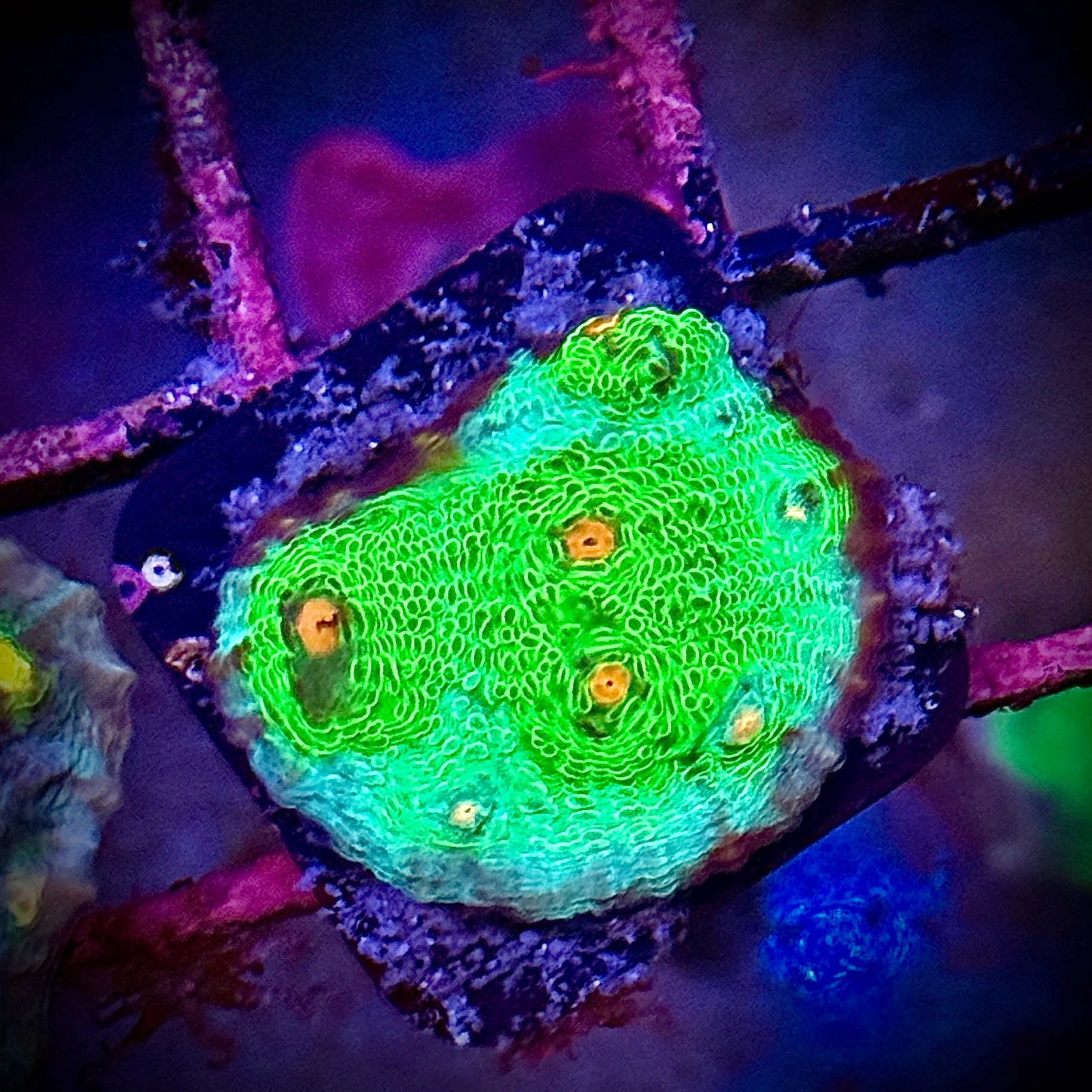 Lakeside Reefing TSA Space Invaders Chalice Coral Frag Coral