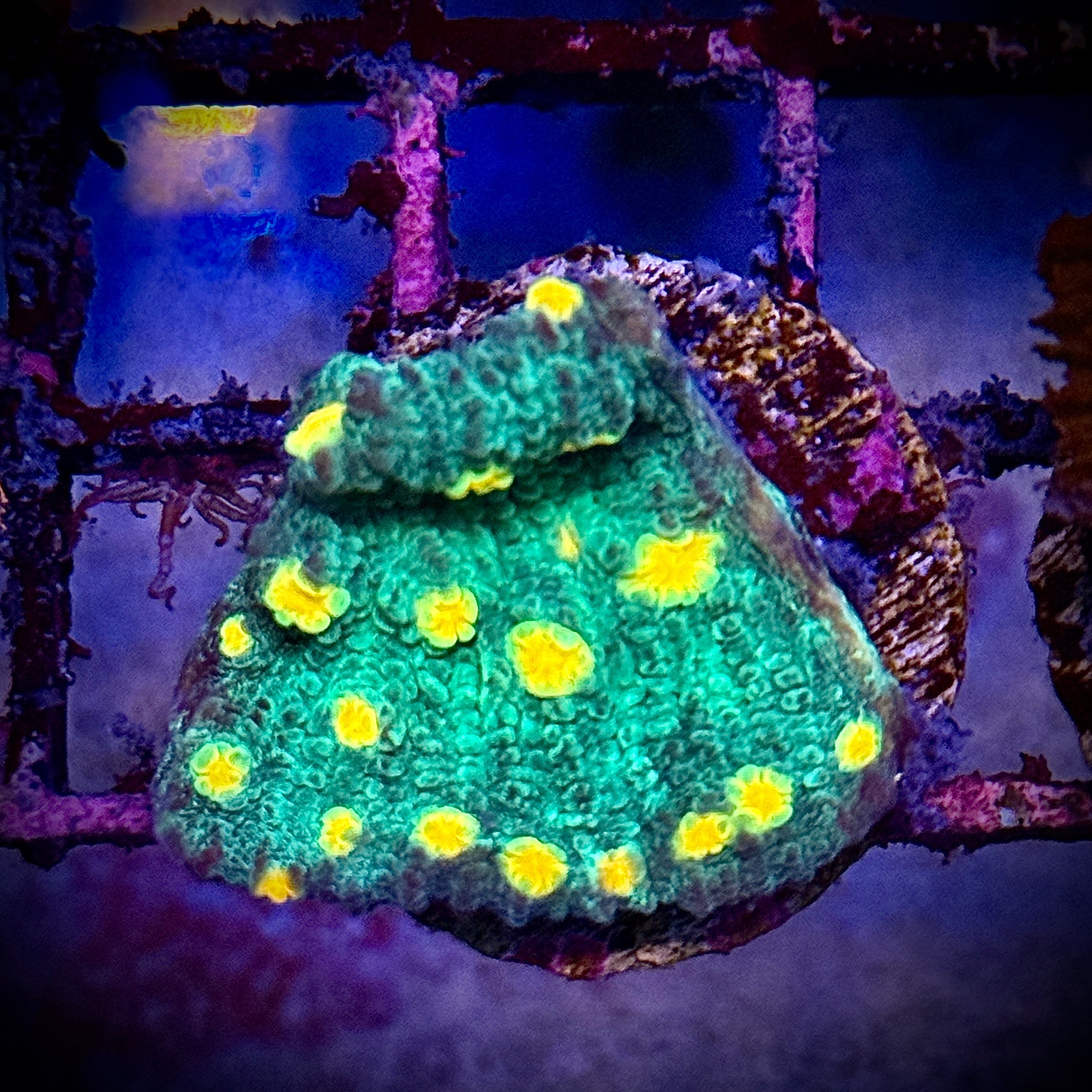 Lakeside Reefing Solar Flare Mycedium Favia Coral Coral