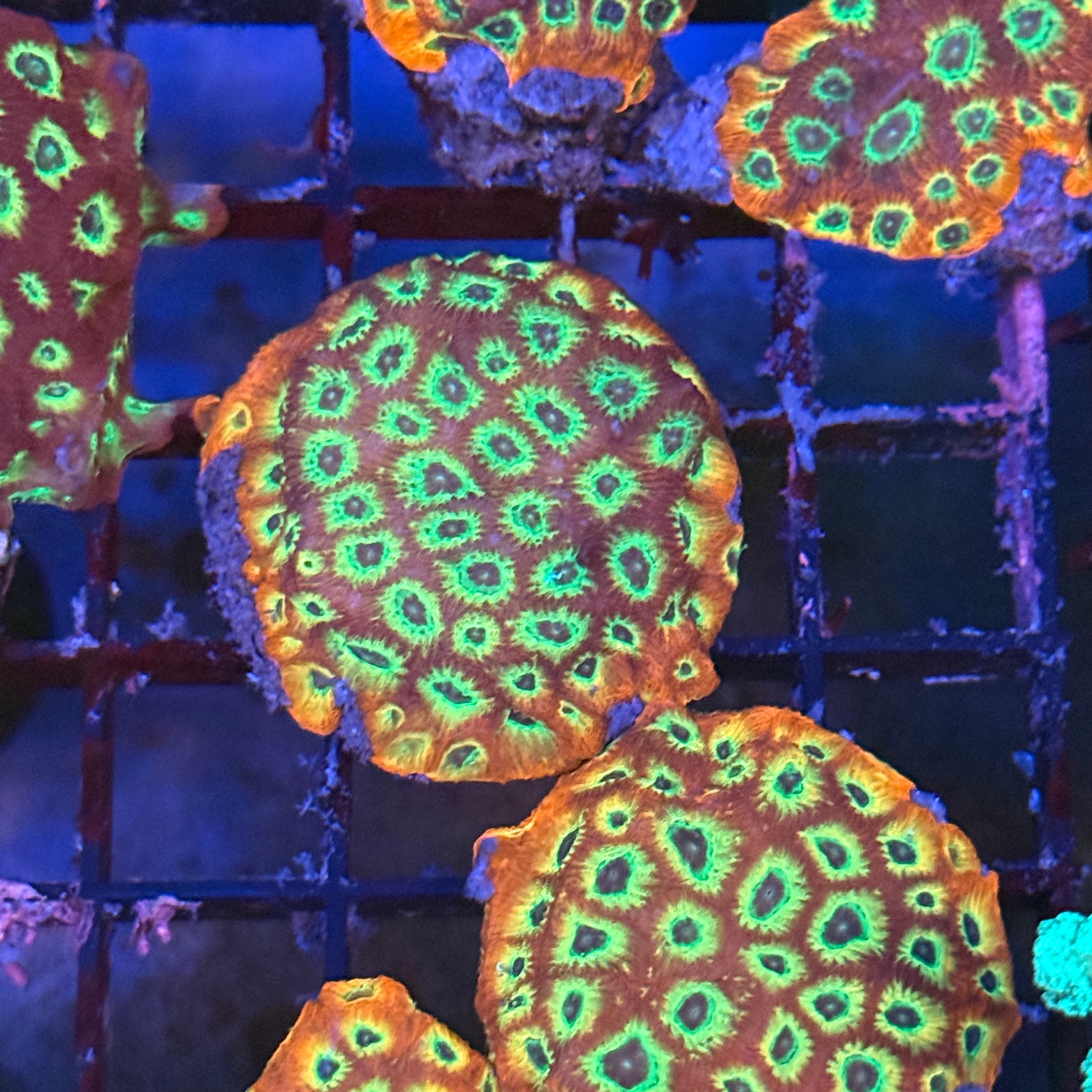 Lakeside Reefing Flame Boy Favia Coral Frag Coral