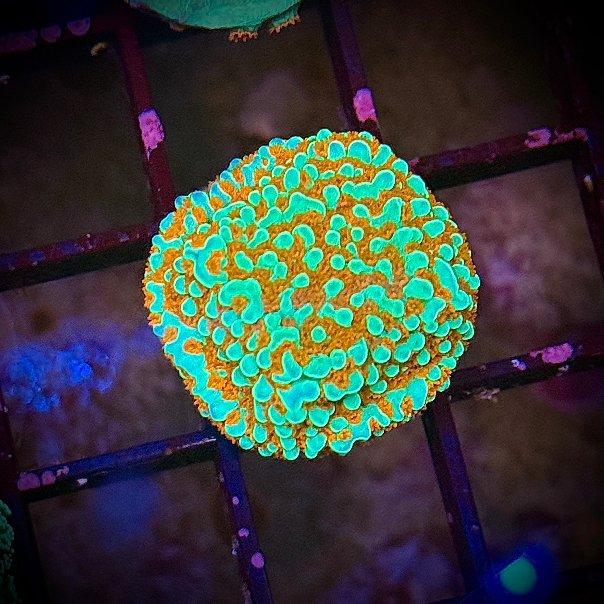Lakeside Reefing ACI Aquaman Montipora Frag Coral