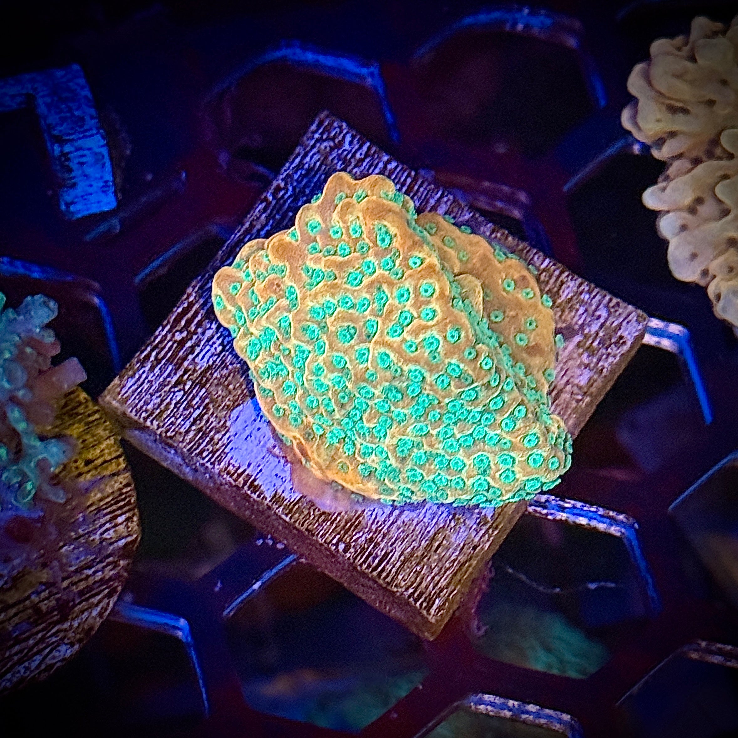 ACI Tropic Thunder Montipora Coral Frag