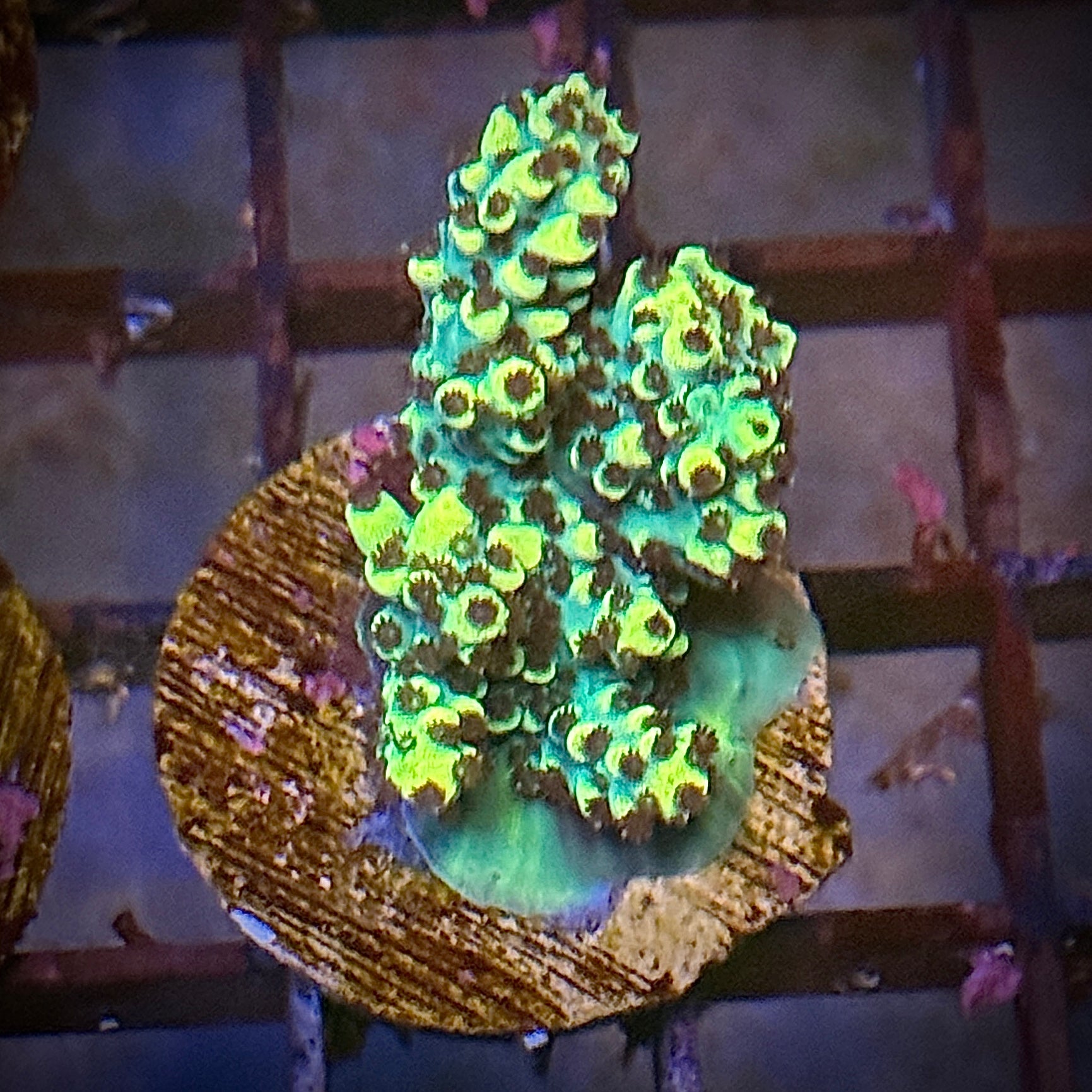 Lakeside Reefing LSR Yellow and Green Acro SPS Frag Coral