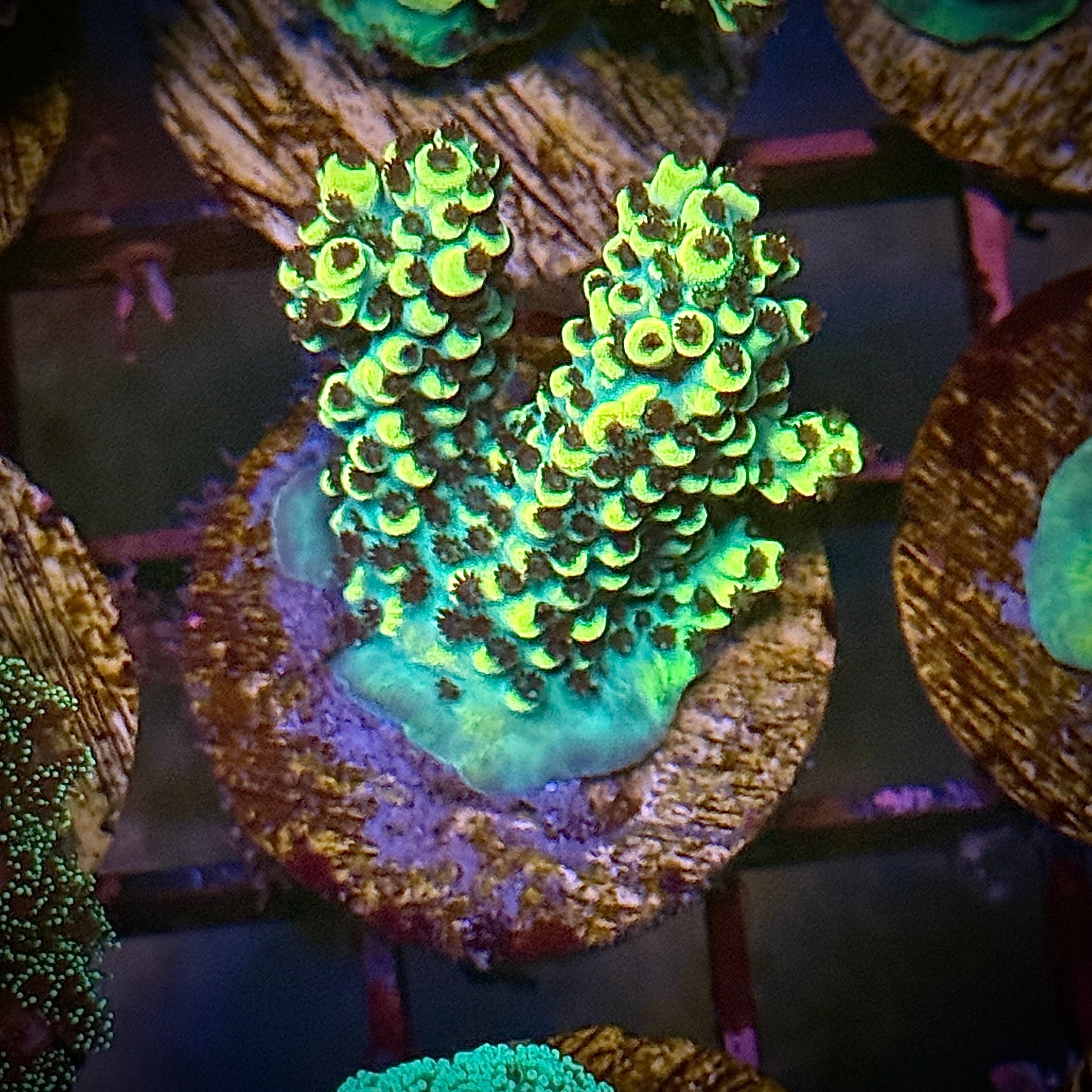 Lakeside Reefing LSR Yellow and Green Acro SPS Frag Coral