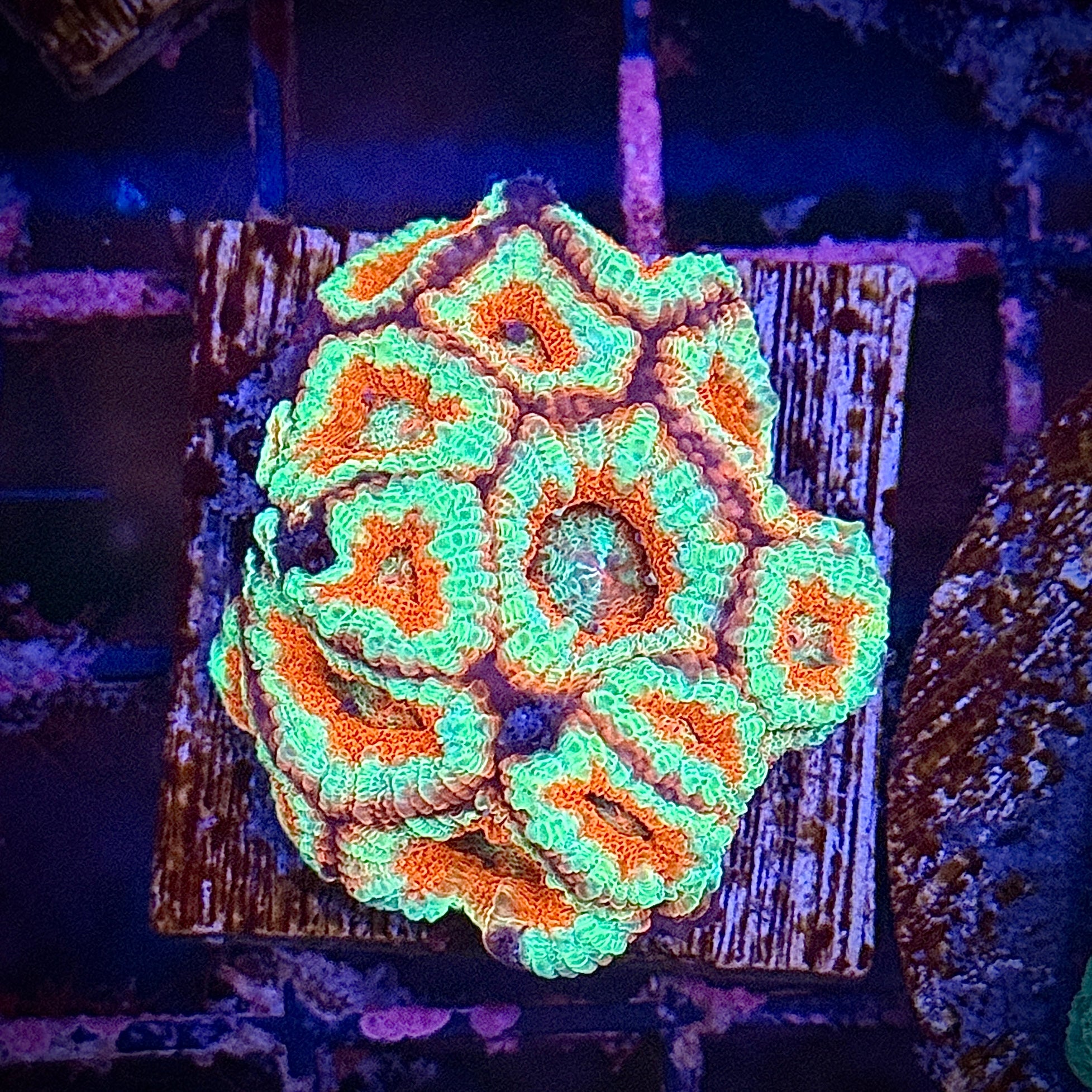 Lakeside Reefing Ultra Red Orange Green Acan Frag Coral