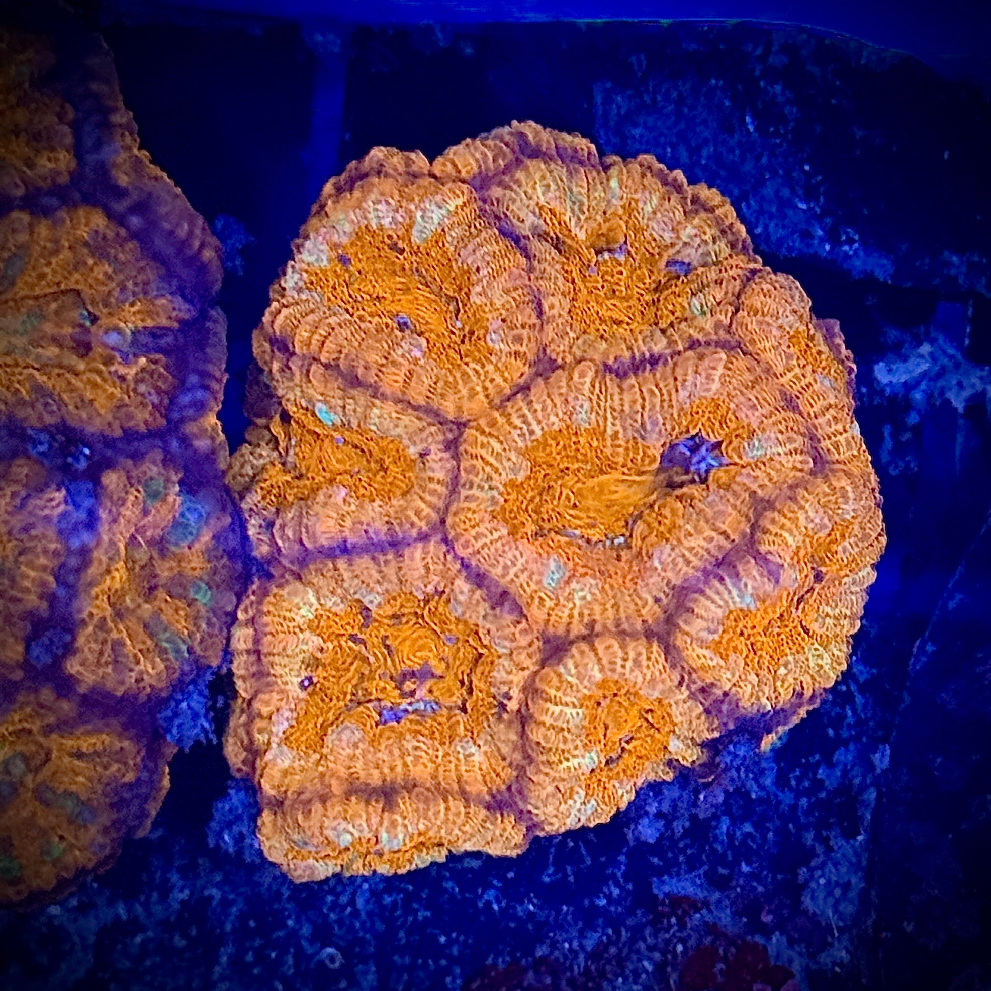 Lakeside Reefing Ultra Red Orange Acan Frag Coral
