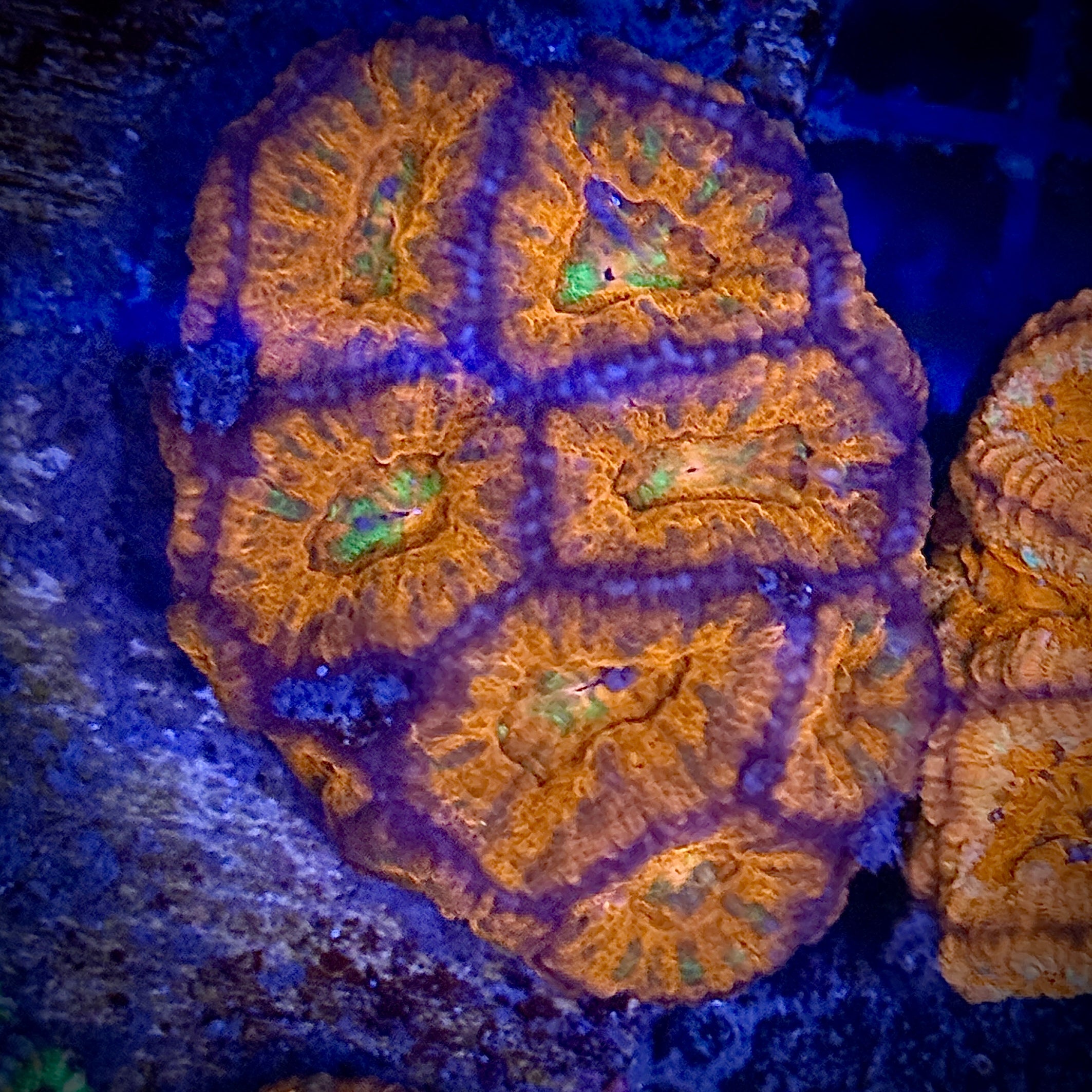 Lakeside Reefing Ultra Red with Green Acan Frag Coral