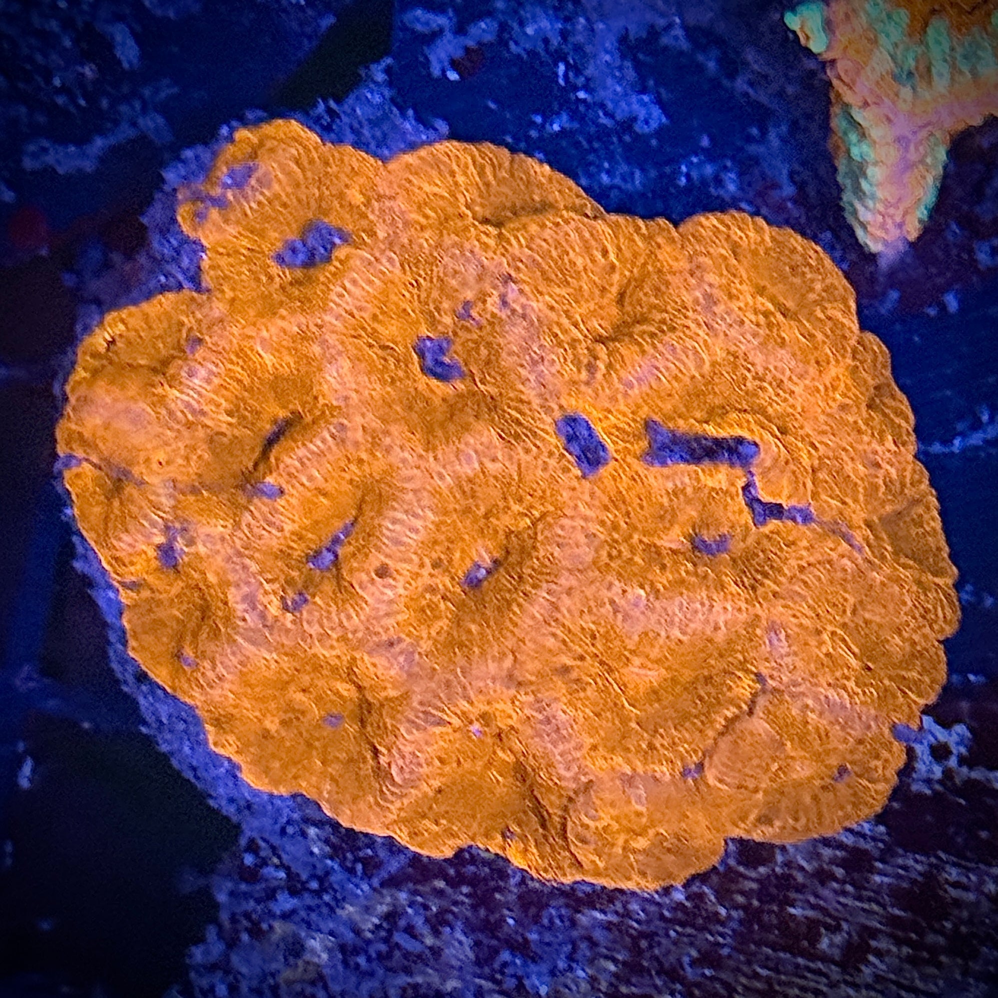 Lakeside Reefing Ultra Red Acan Frag Coral