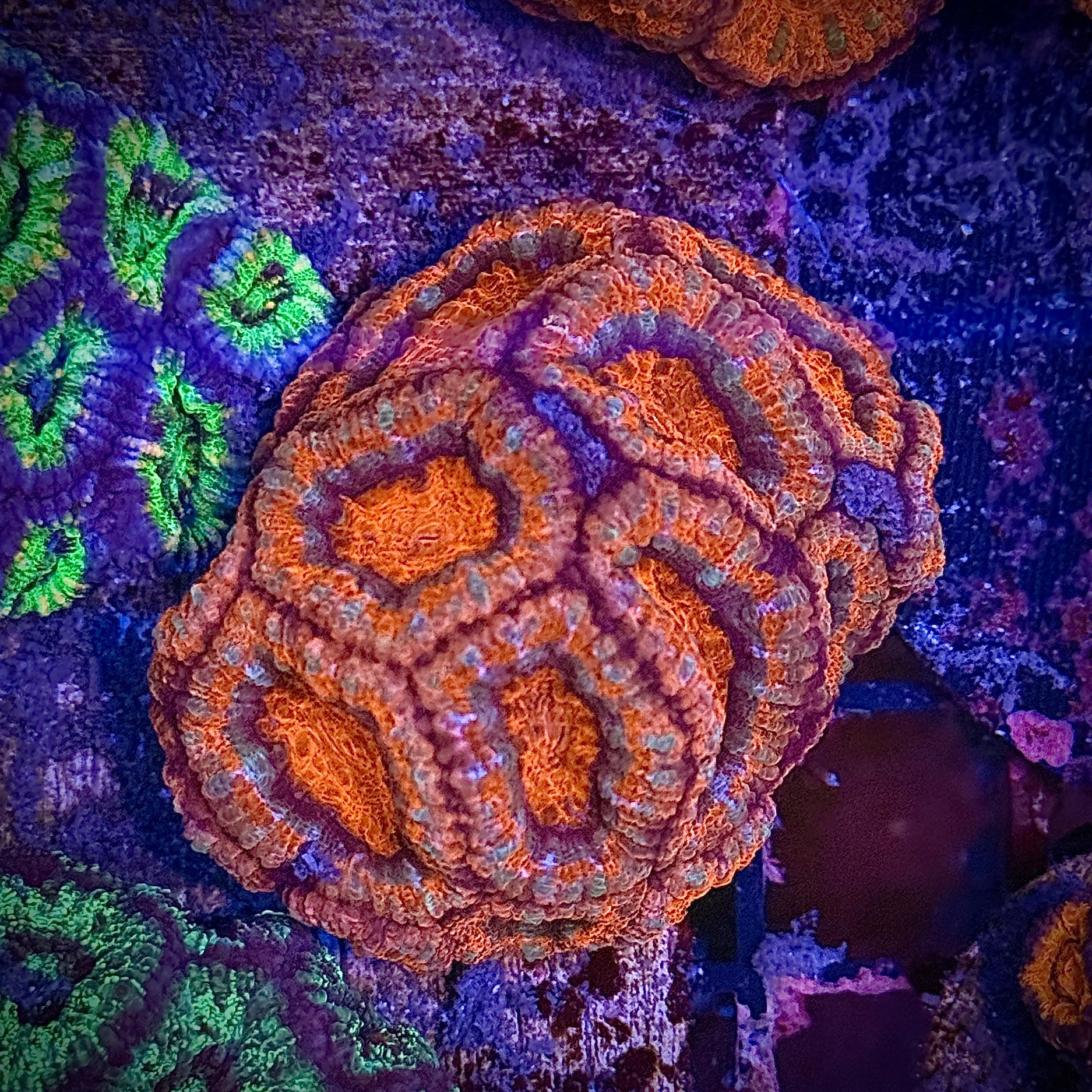 Lakeside Reefing Ultra Striped Red Rainbow Acan Frag Coral