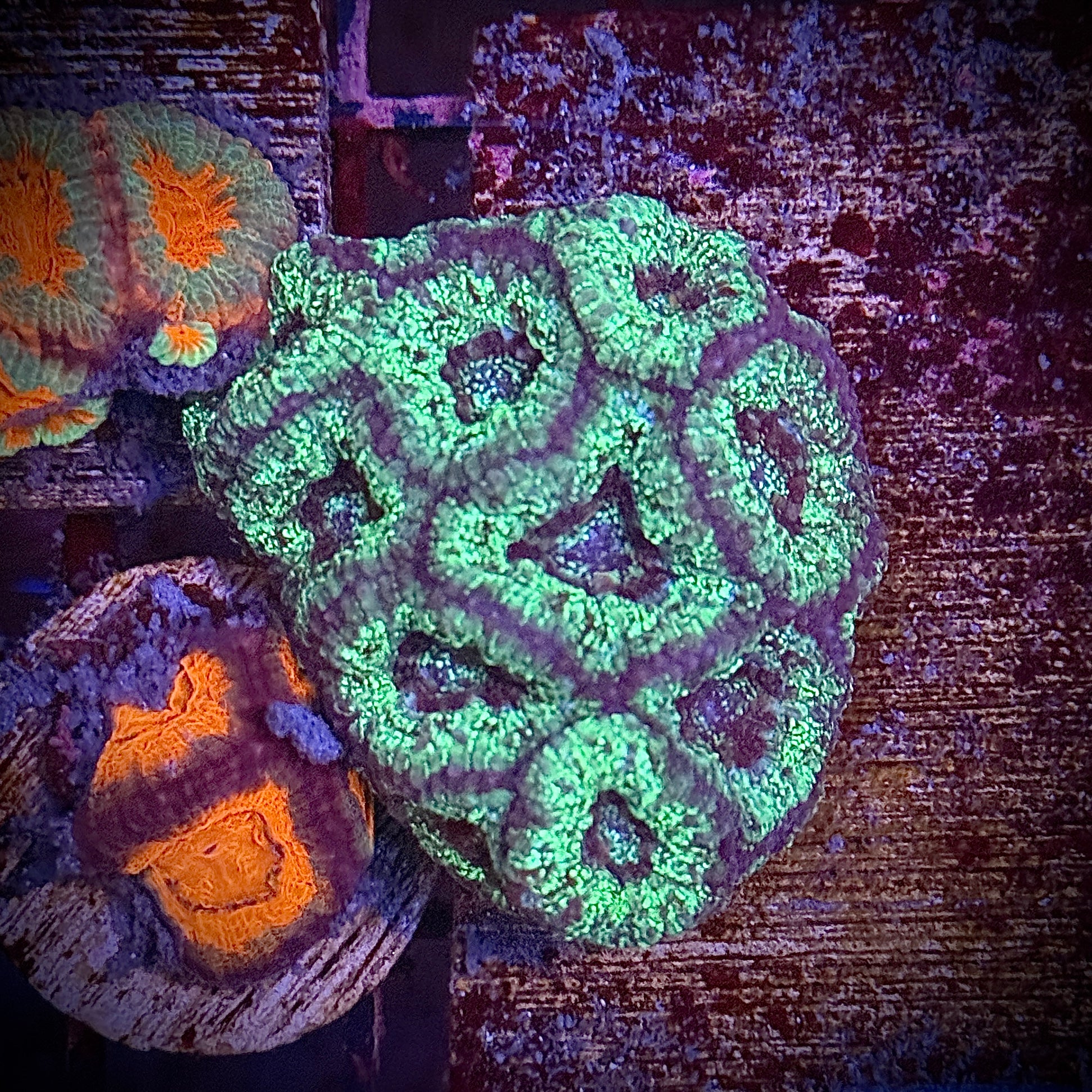 Green Splatter Acan Frag