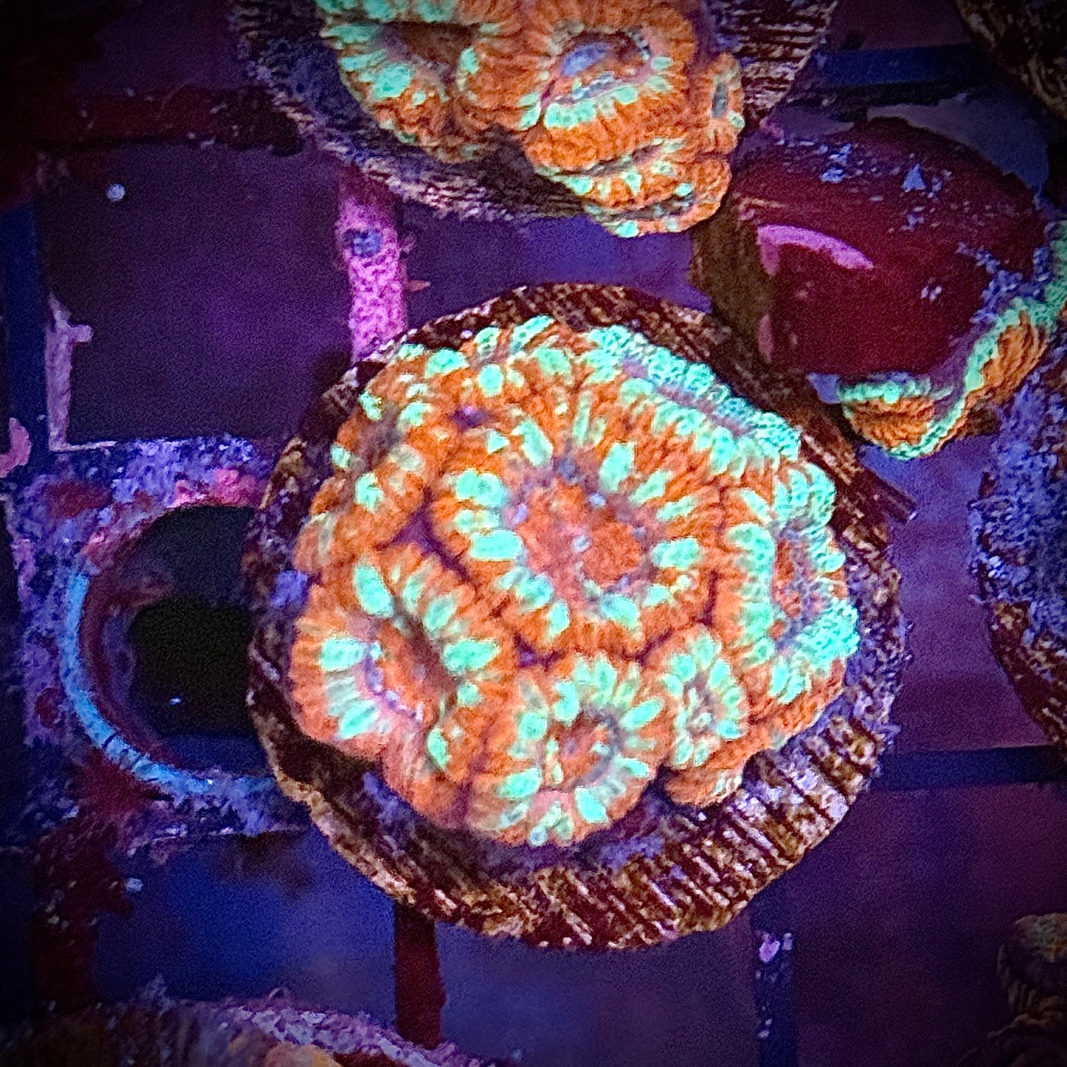 Ultra Red Striped Acan Frag