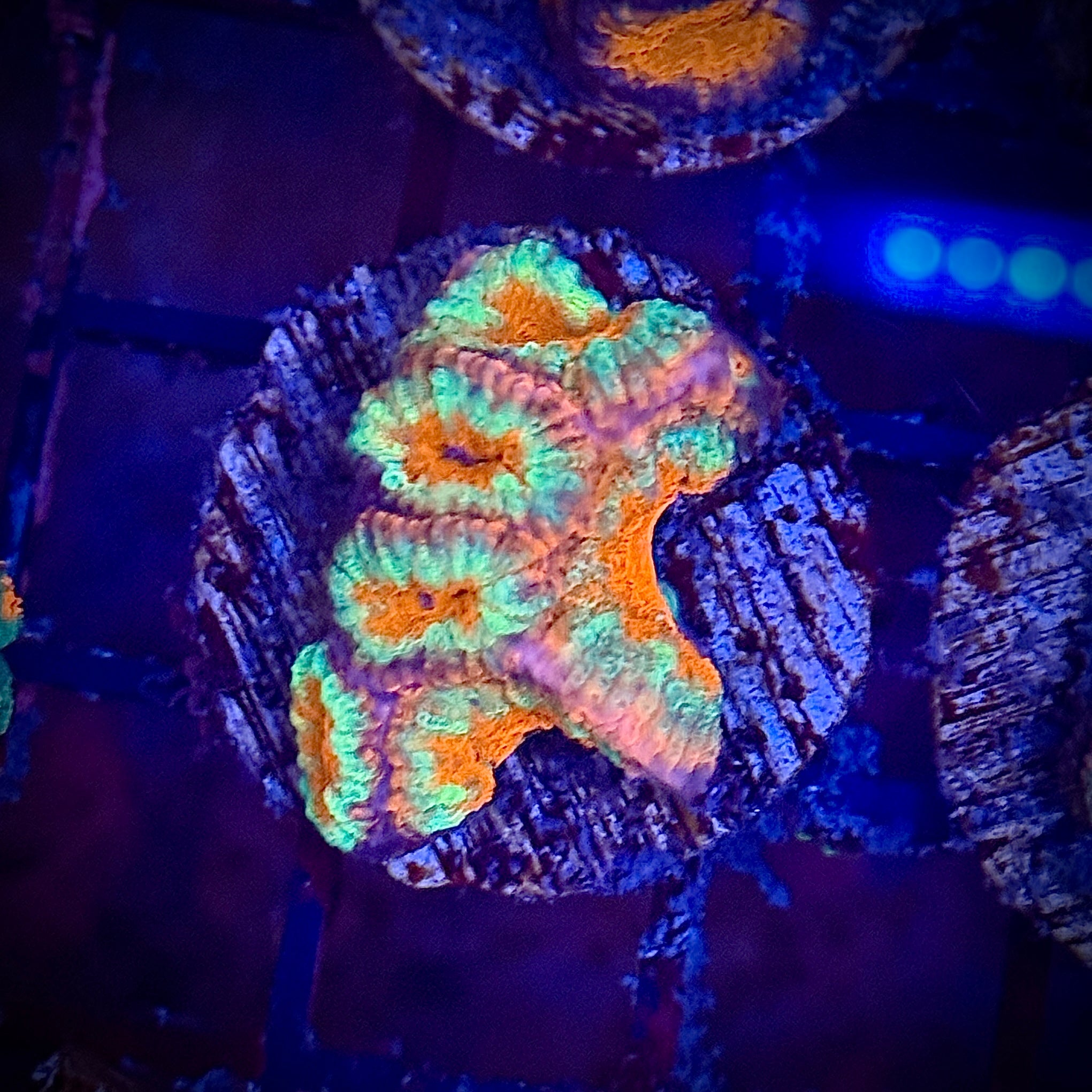 Lakeside Reefing Orane and Pink Acan Frag Coral