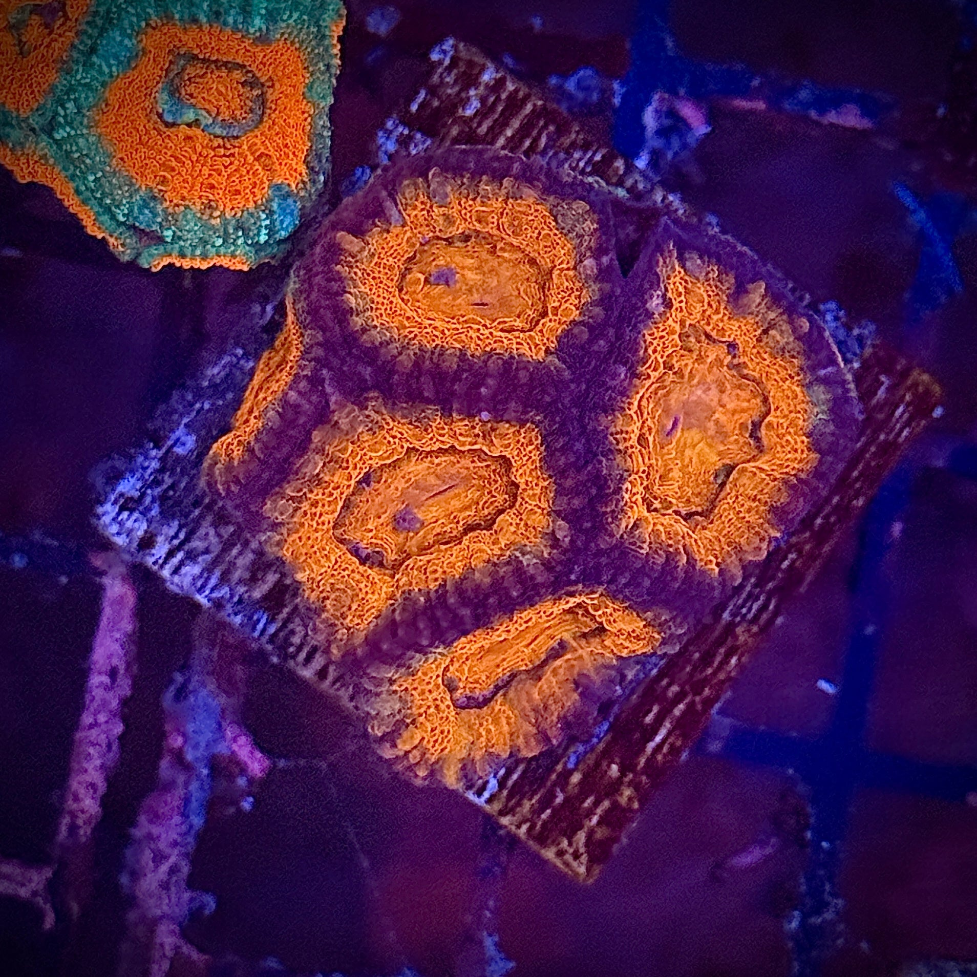 Lakeside Reefing Red and Deep Purple Acan Frag Coral