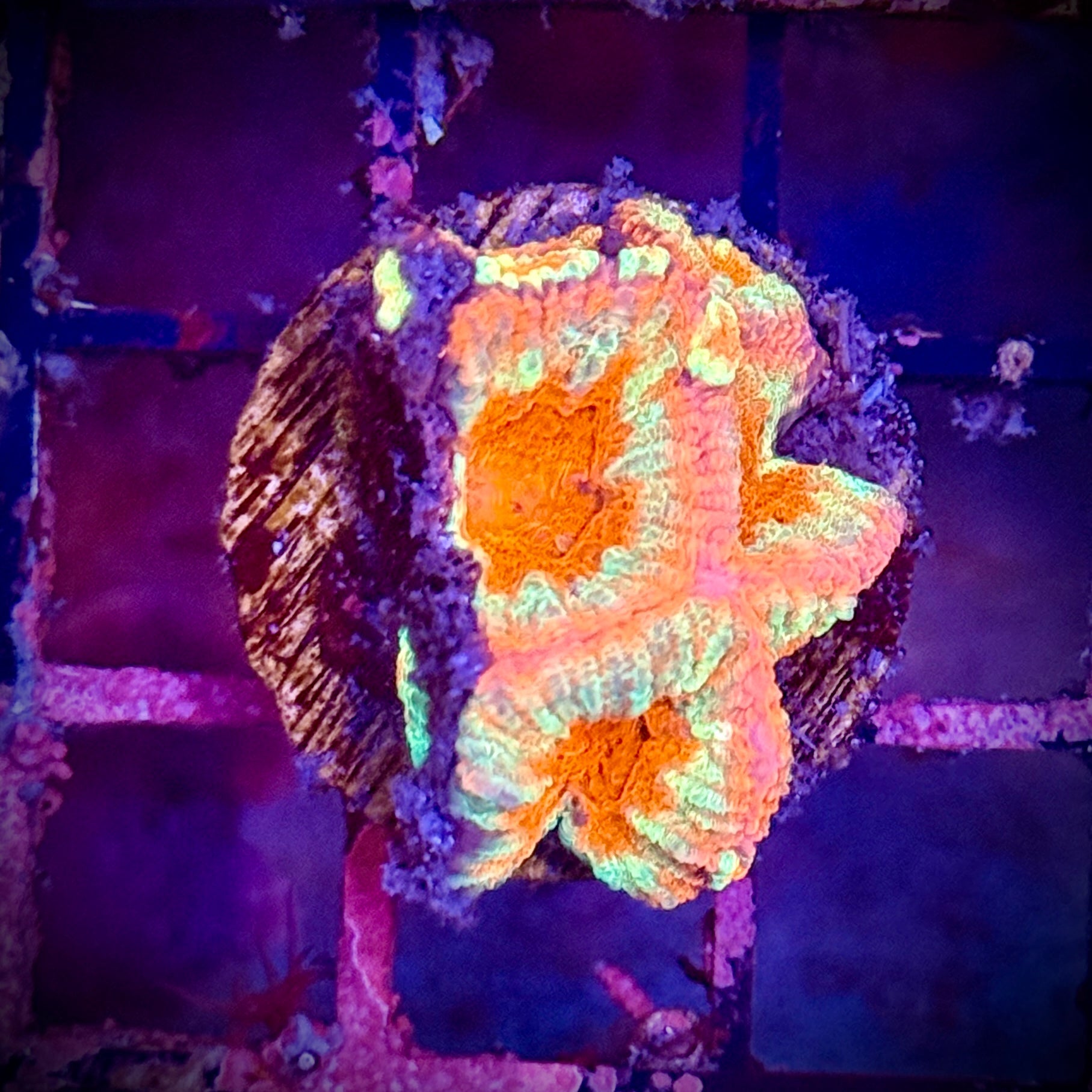 Lakeside Reefing Orane and Pink Acan Frag Coral