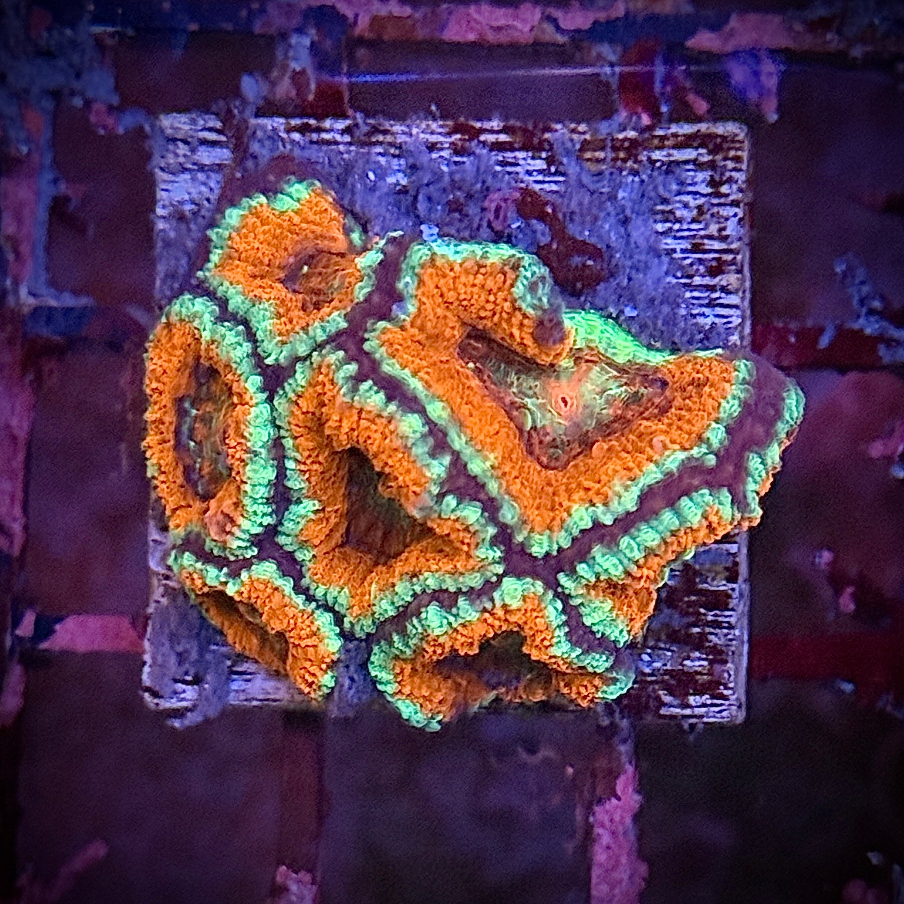Ultra Red Orange Green Acan Frag
