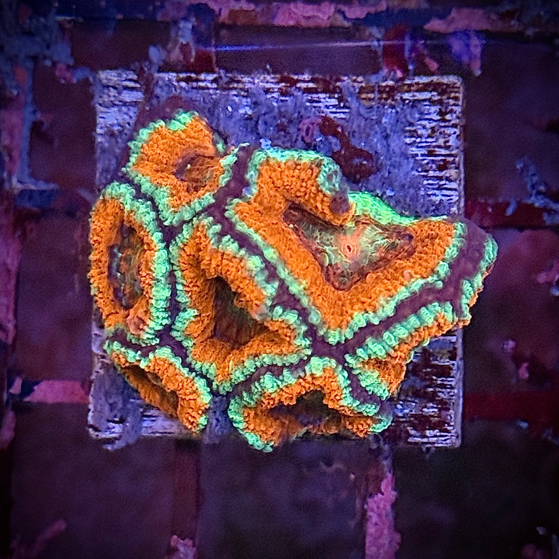 Lakeside Reefing Ultra Red Orange Green Acan Frag Coral