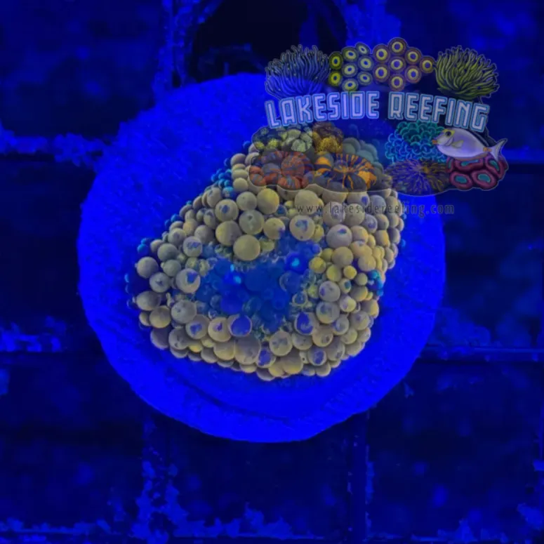 Ultra Ricordia Mushroom B2