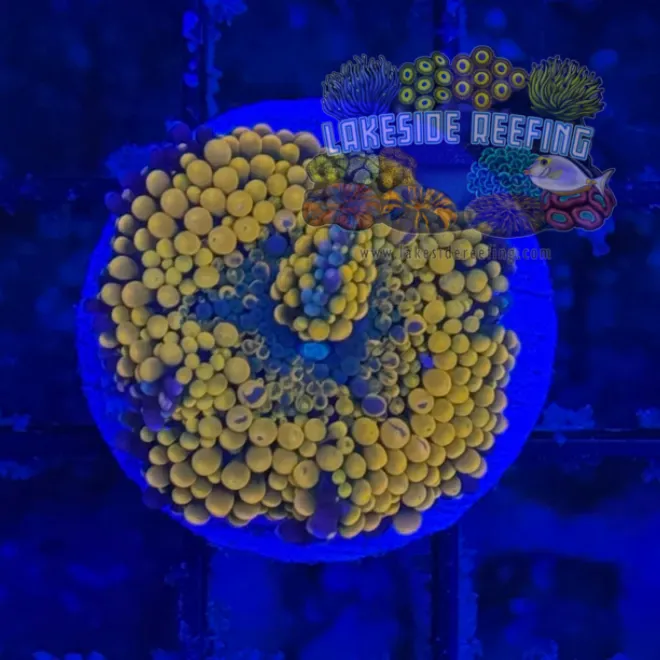 Ultra Ricordia Mushroom C2