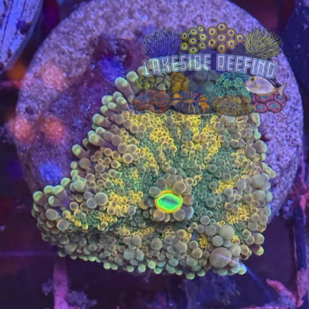 Ultra Rainbow Yuma Mushroom 2