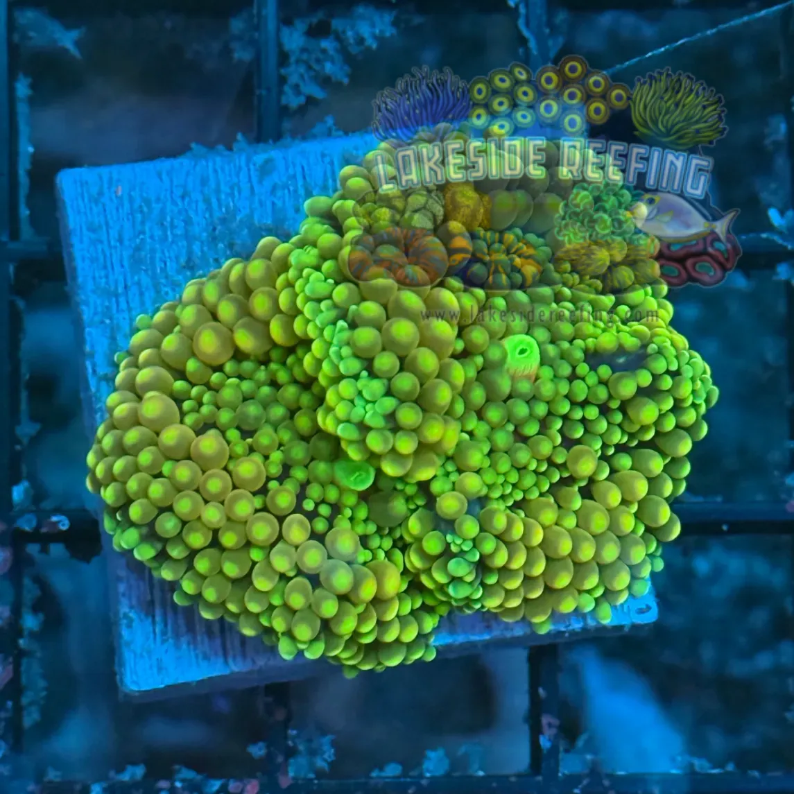 Ultra Ricordia Mushroom D1