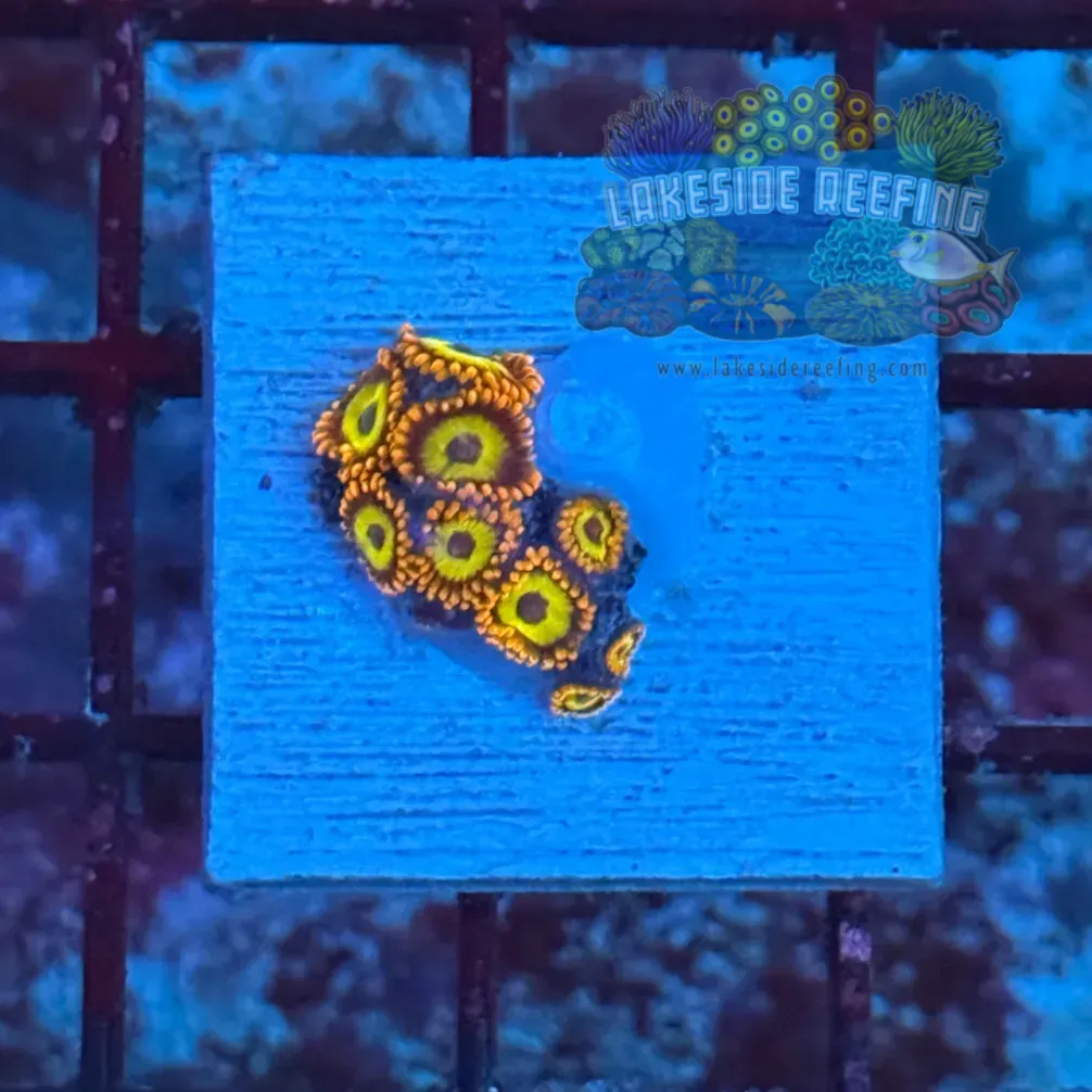 Fruitloops Zoanthids 3