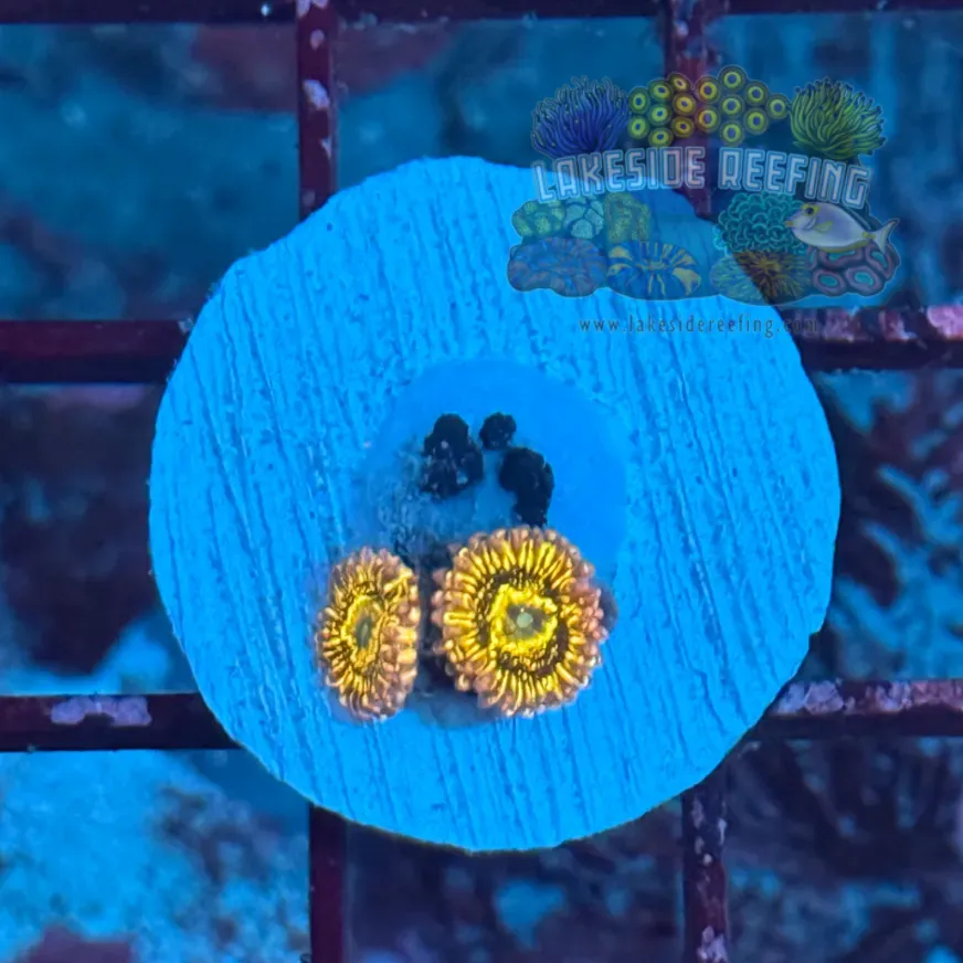 Stratosphere Zoanthids 1