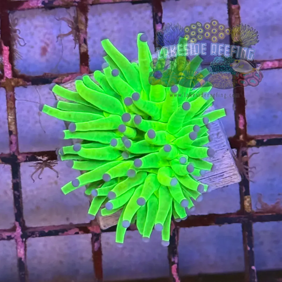 Malaysian Holy Grail Torch Coral R5A7