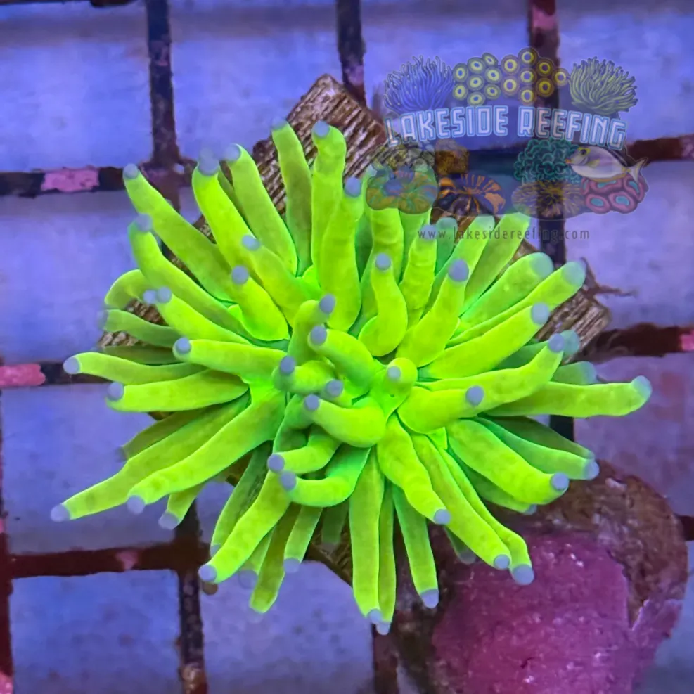 Bright Holy Grail Torch Coral R4C7