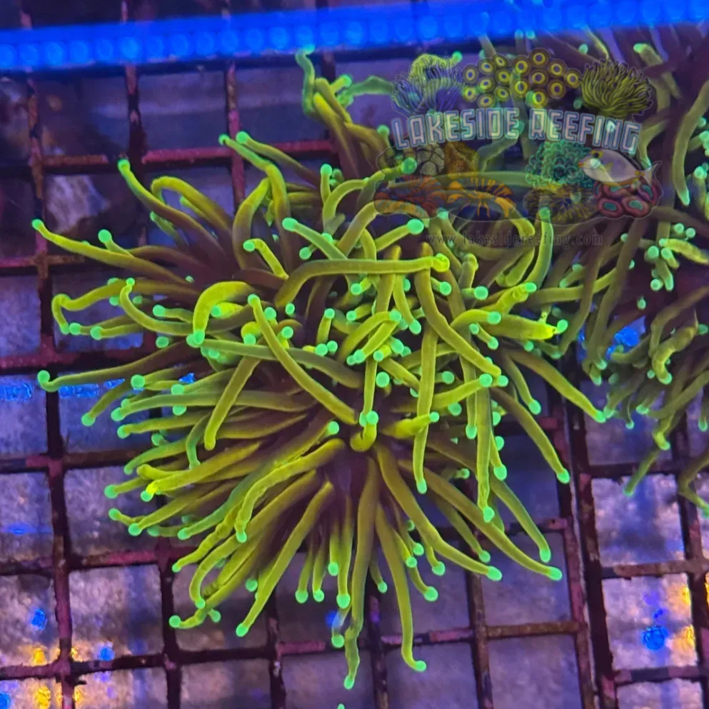 Ultra Dragon Soul Torch Coral R5A3