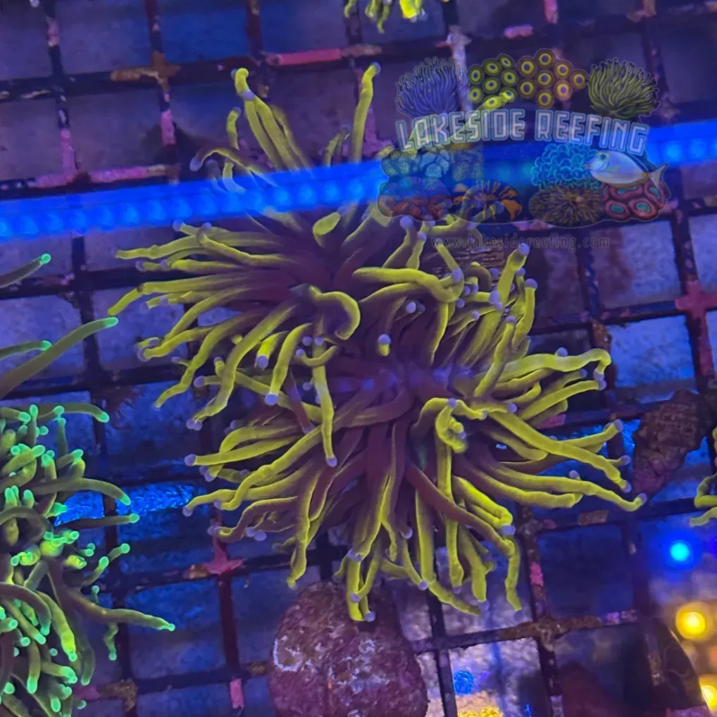 Wolverine Gold Torch Coral R4C3