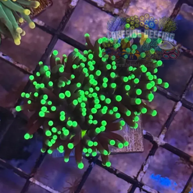 Indo Joker Torch Coral R6A6