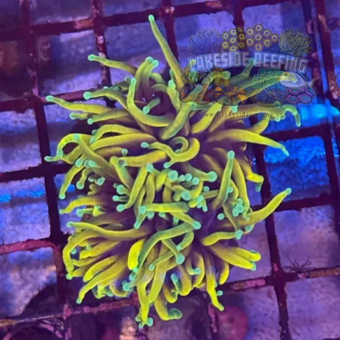 Dragon Soul Torch Coral R5A2