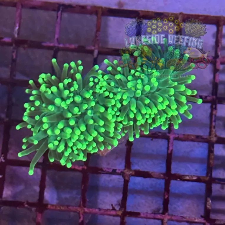 Green with Bright Green Tips Torch Coral R5C1
