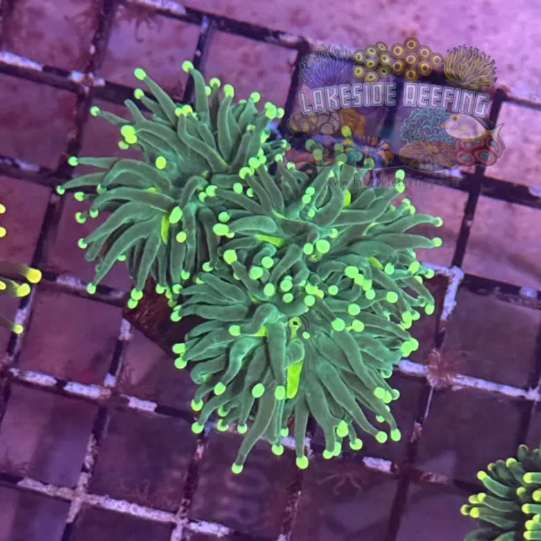 Green with Bright Green Tips Torch Coral R6C1