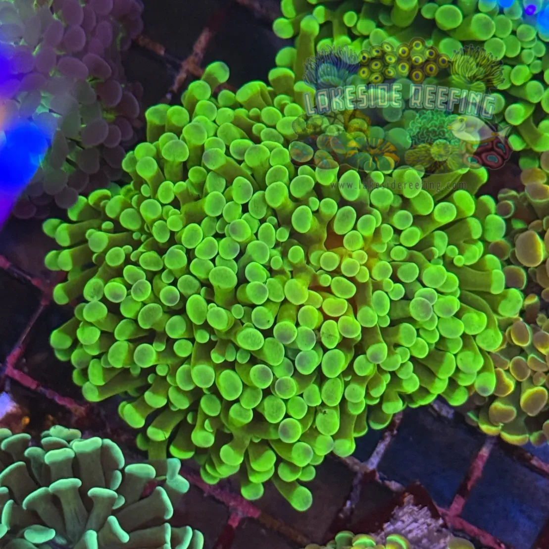 Ultra Glowing Green Hammer Coral R2D4