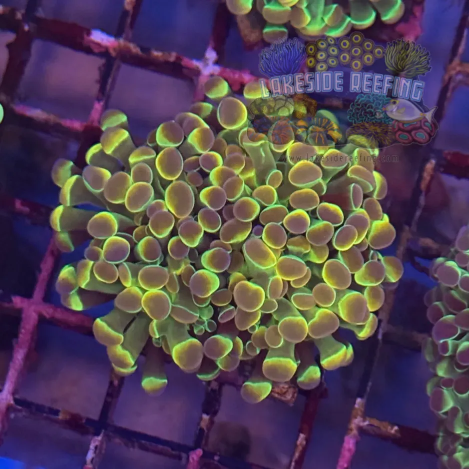 Ultra Bright Hologram Hammer Coral R2E7