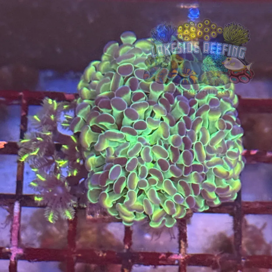 Ultra Bright Metallic Hologram Hammer with Cloves Coral R3B10