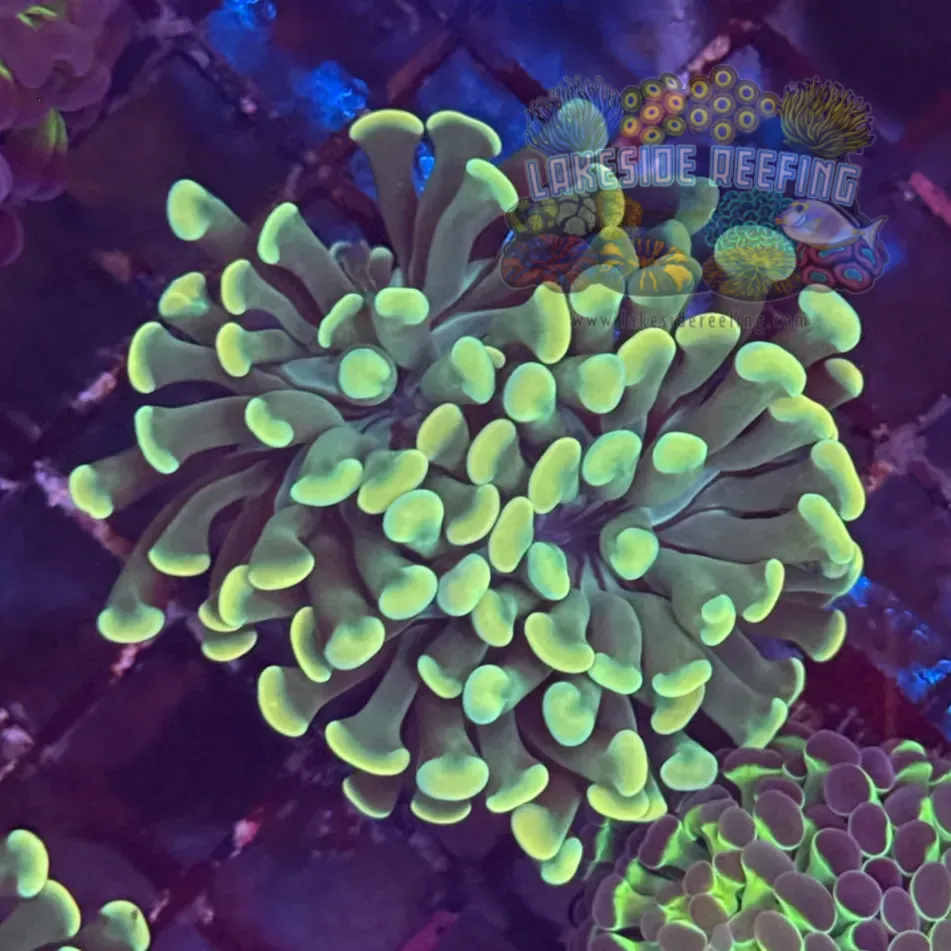 Honeycomb Hammer Coral R2D2
