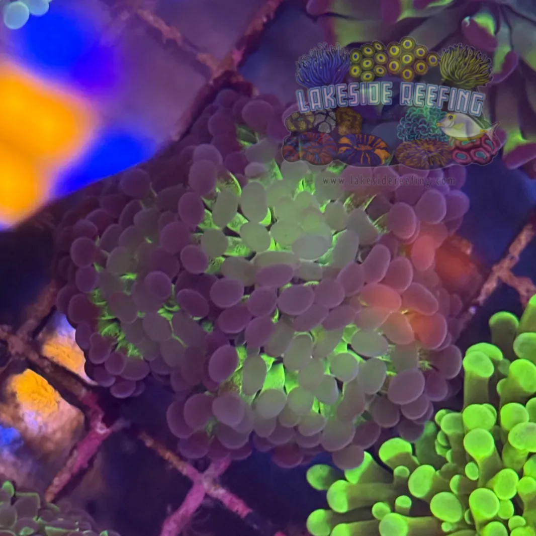 Eternal Glow Hologram Hammer Coral R2C5